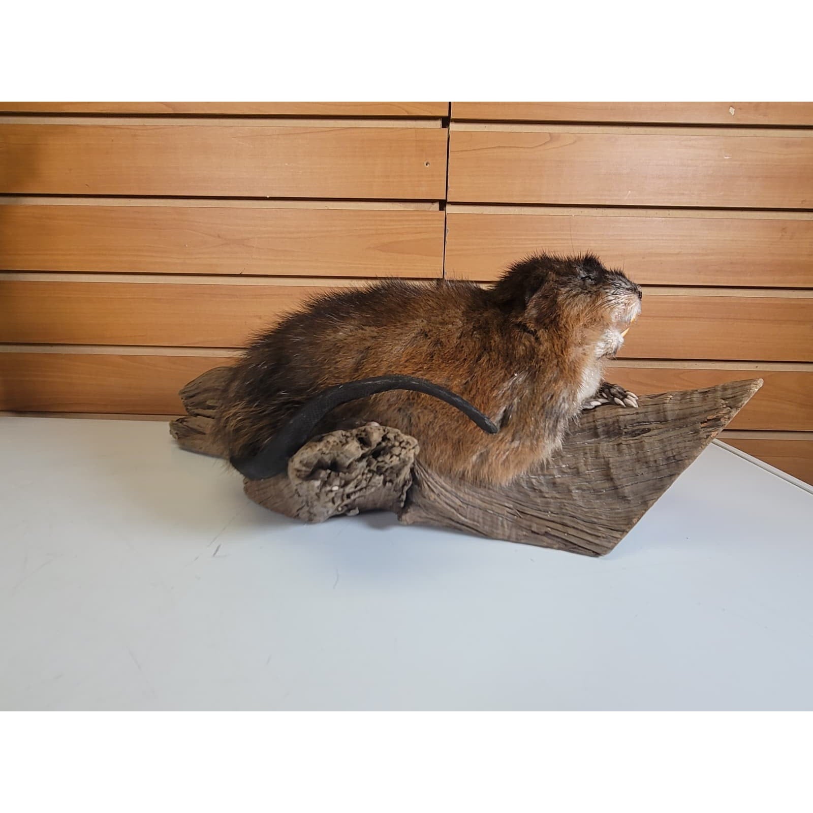 FHMUSK7 - Muskrat Taxidermy Mount