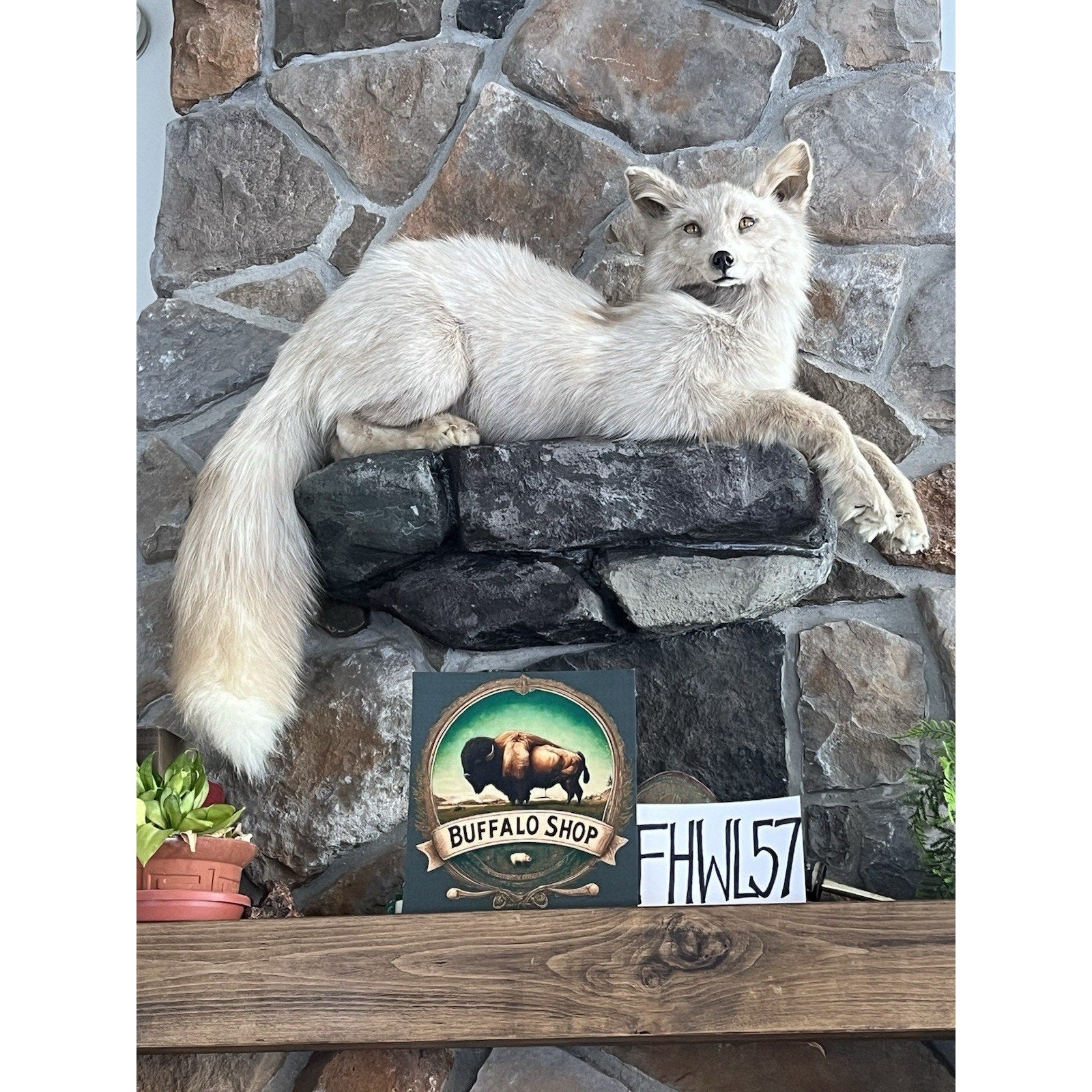 FHWL57 - Beautiful Cream Fox Taxidermy Full Body Mount