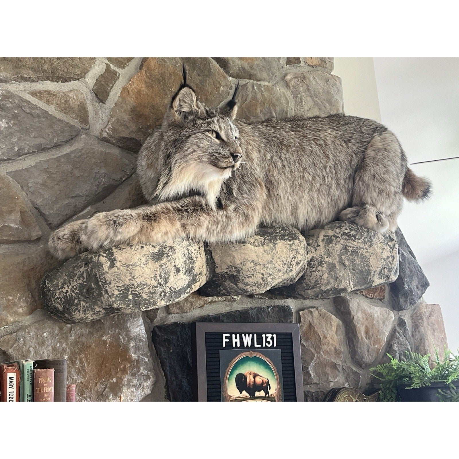 FHWL131 - Alaskan Lynx Taxidermy Full Body Mount Prime Fur