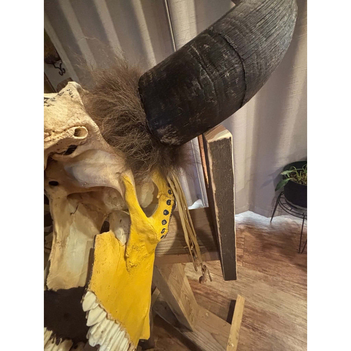 FHMMB1 - XXL Painted Buffalo / Bison Skull Taxidermy Mount