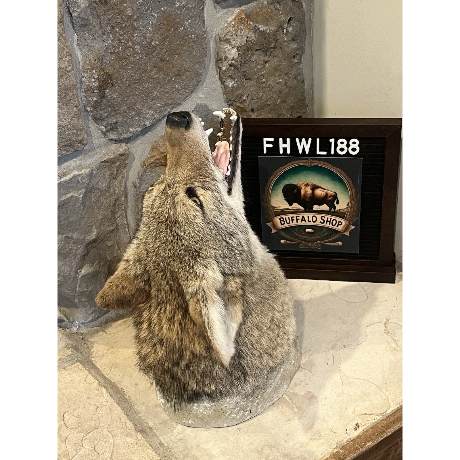 FHWL188 - Howling Coyote Shoulder Museum Quality mount Taxidermy