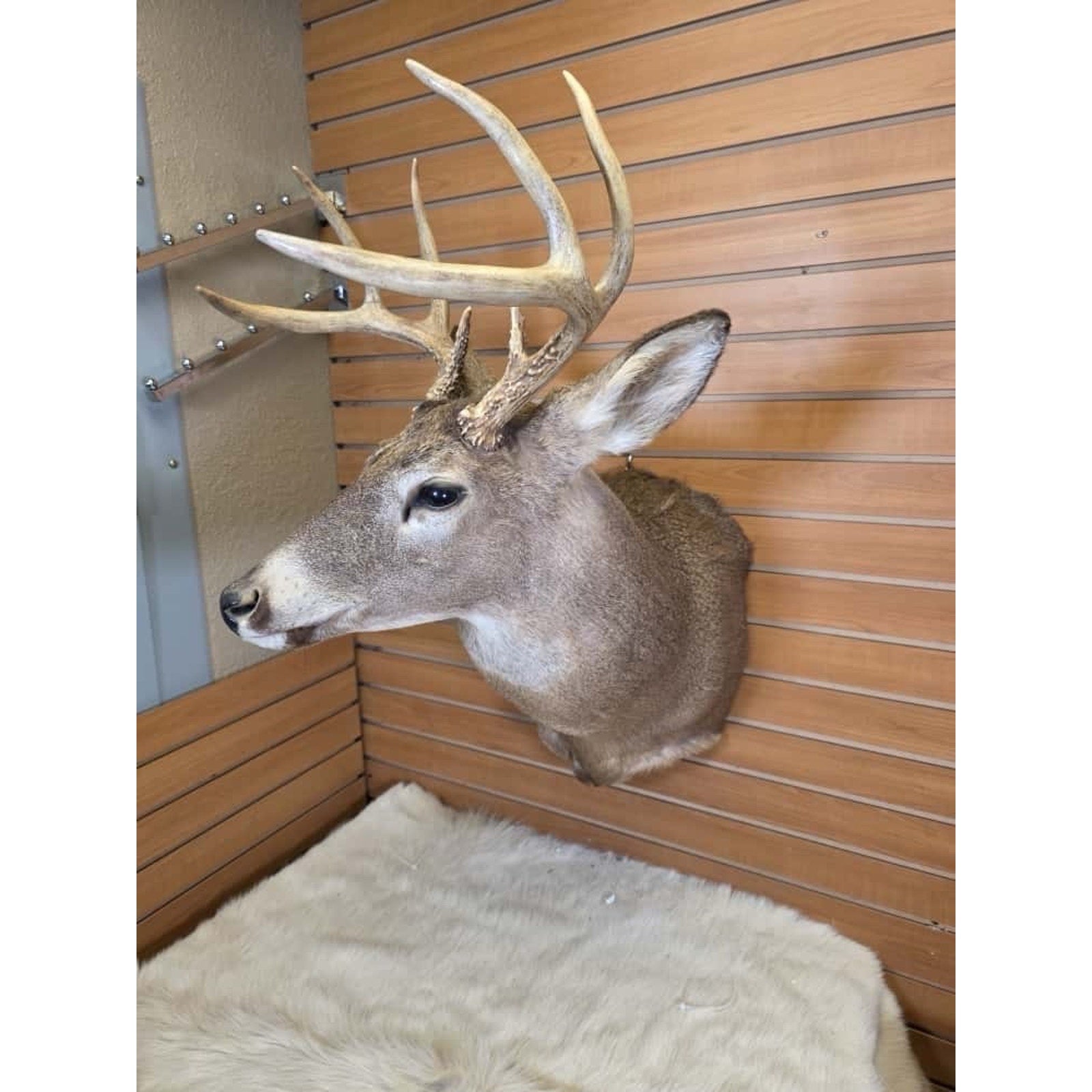 FHMN10 - Whitetail Deer Real Antler Deer Taxidermy Mount