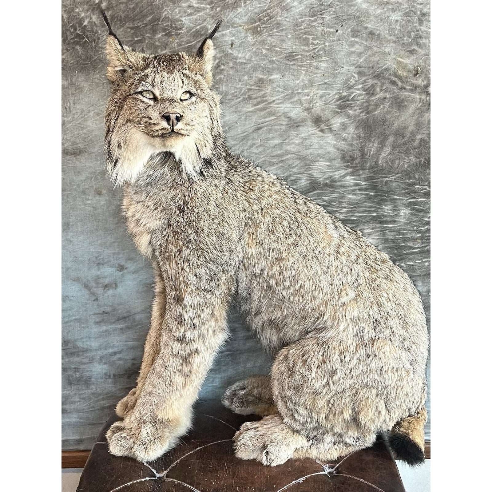 FHWL35 - Alaskan Lynx Taxidermy Full Body Mount Prime Fur