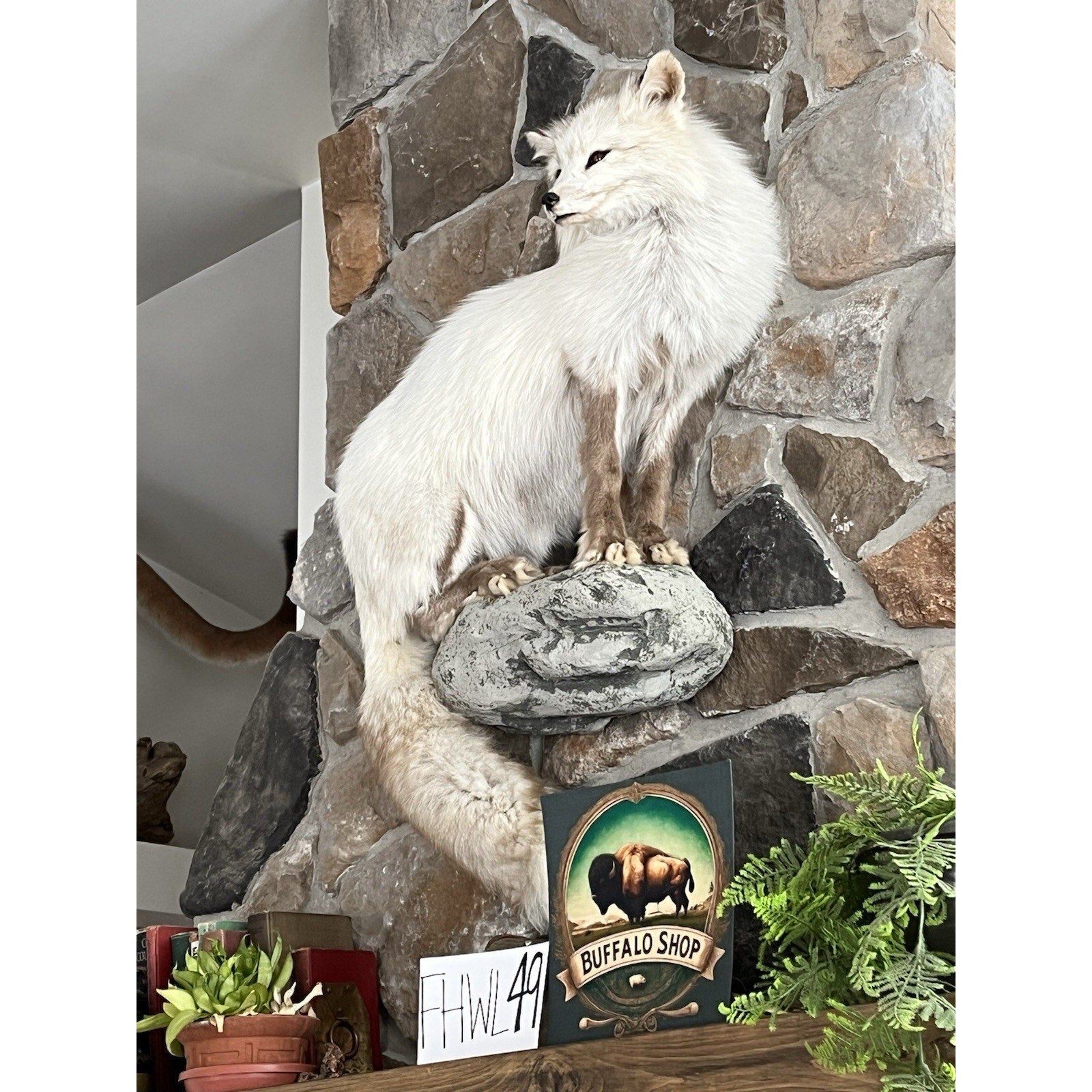 FHWL49- White Cross Fox Taxidermy mount