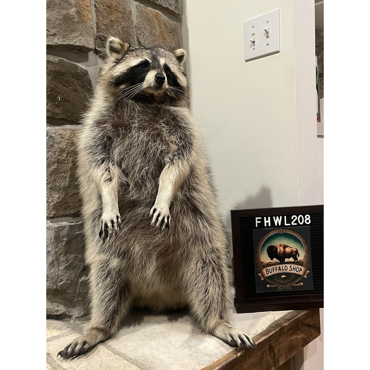FHWL208 -premium Fat Raccoon Taxidermy Mount