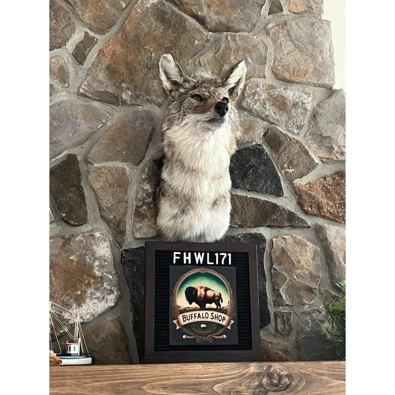FHWL171 - Coyote Shoulder Museum Quality mount Taxidermy