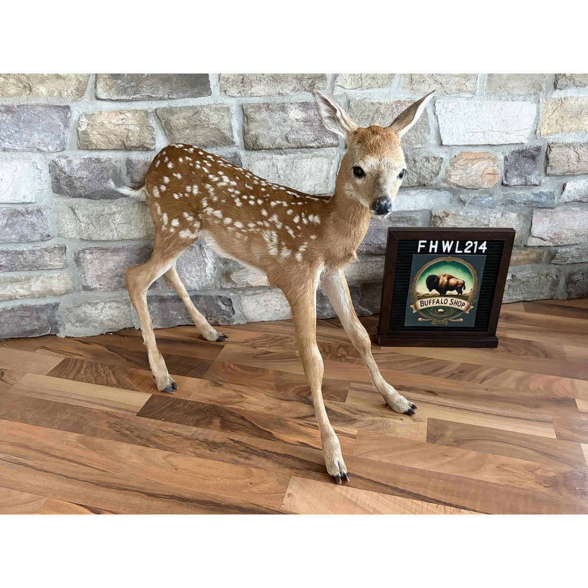FHWL214 - Fawn Lifesize Taxidermy Mount Free Standing