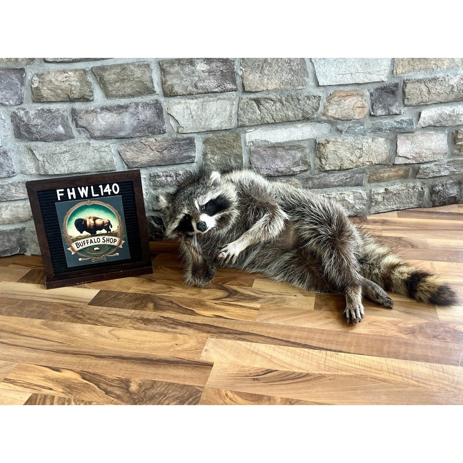 FHWL140- Fat Raccoon Taxidermy Mount