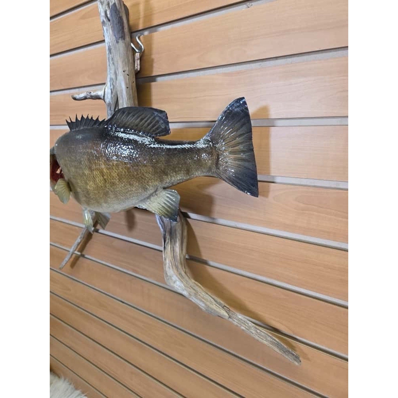 JTV223 - Small Mouth bass 17 1/2” Real Skin Fish Taxidermy Mount