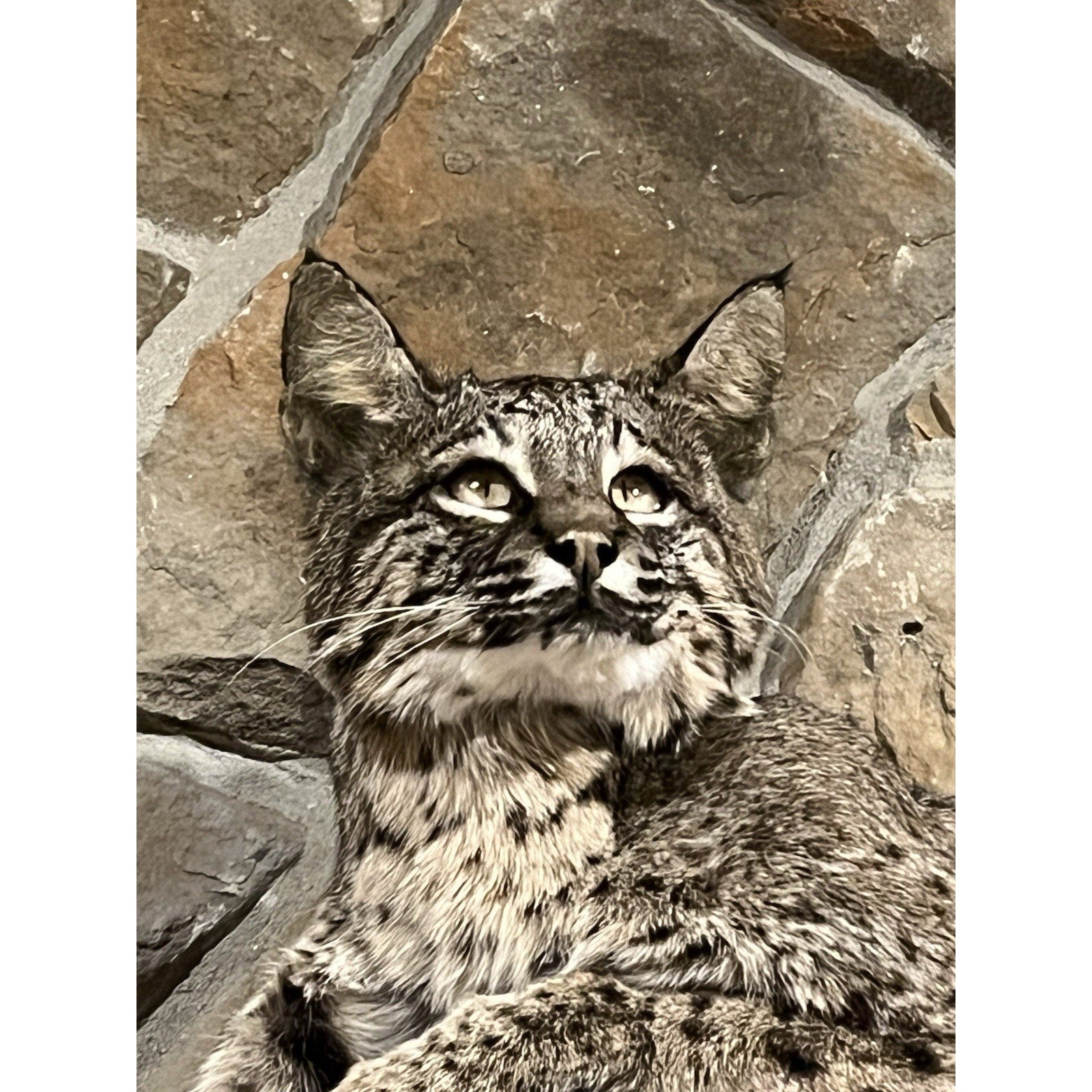 FHWL45 - Bobcat Taxidermy Full Body Mount