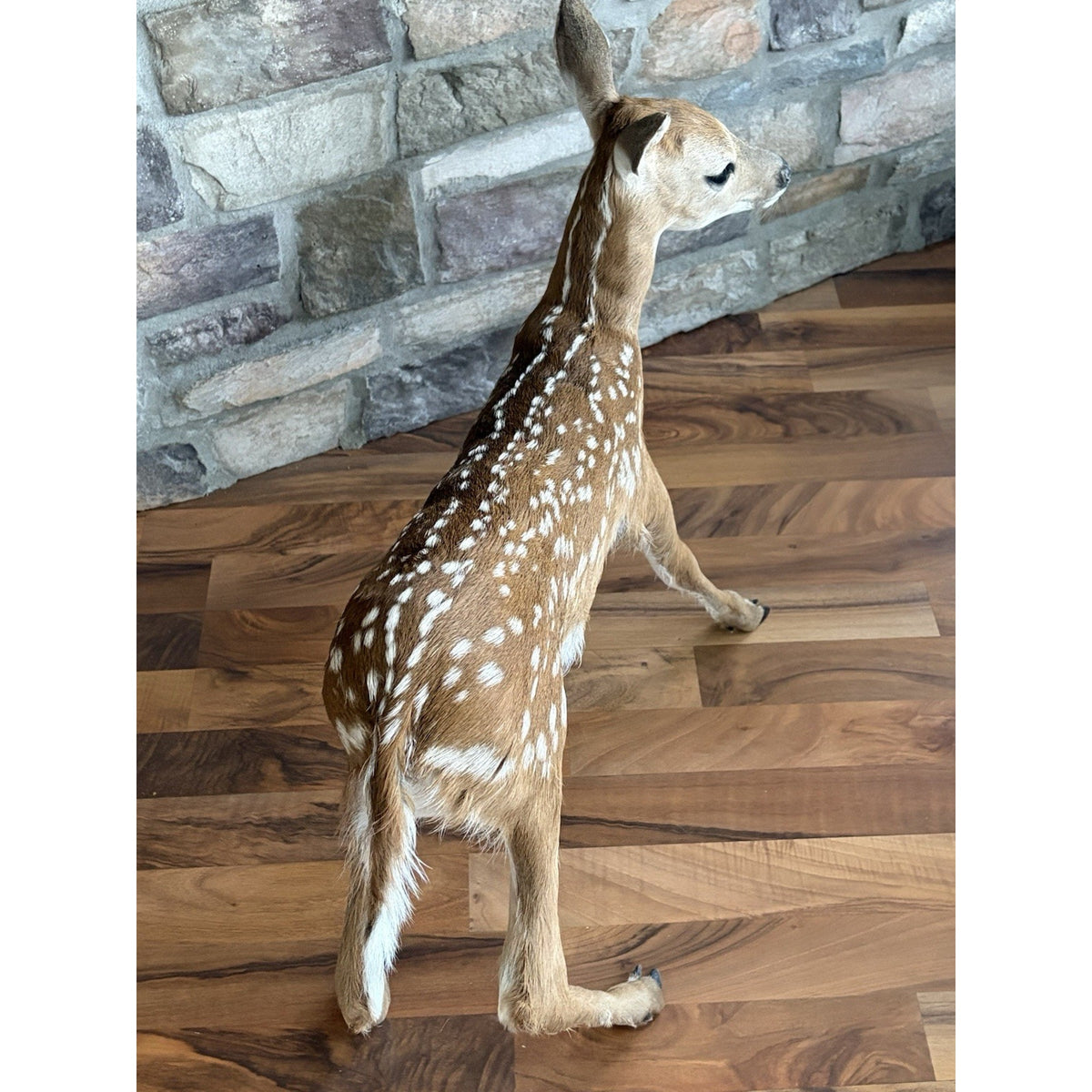 FHWL214 - Fawn Lifesize Taxidermy Mount Free Standing