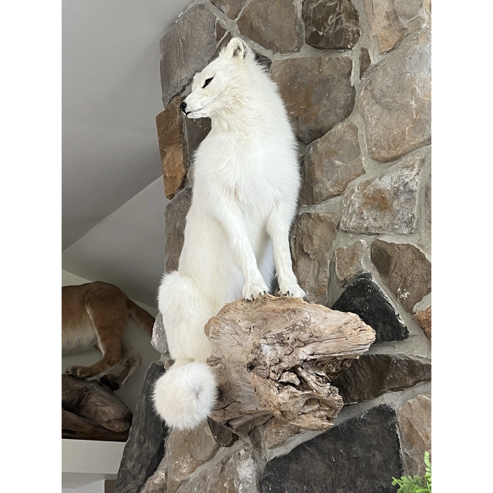 FHWL9 - Museum Quality White Fox Taxidermy Full Body Mount