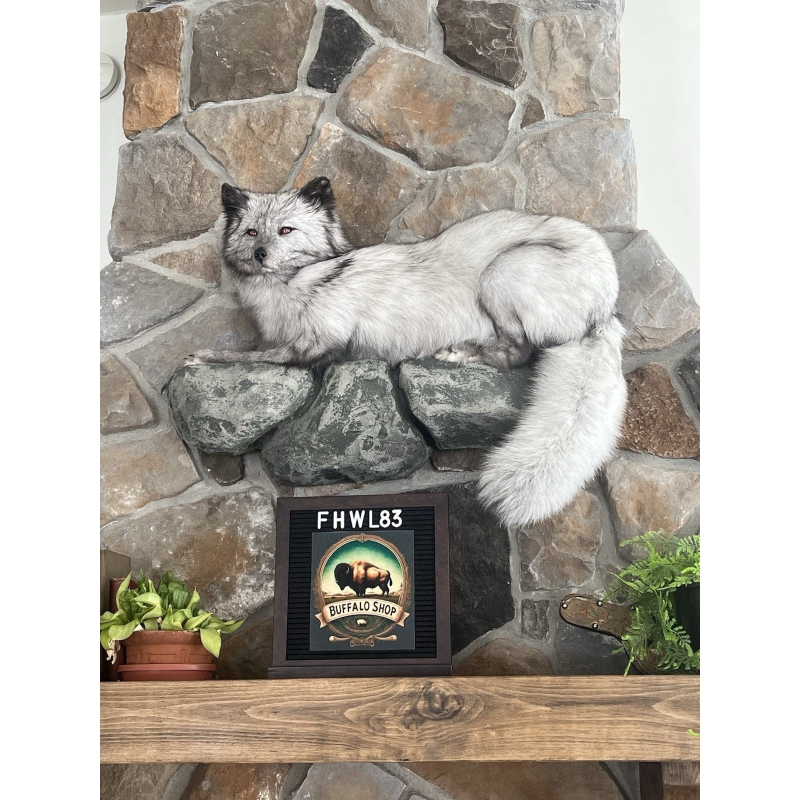 FHWL83 - Grey & White Ranch Fox Taxidermy Full Body Mount