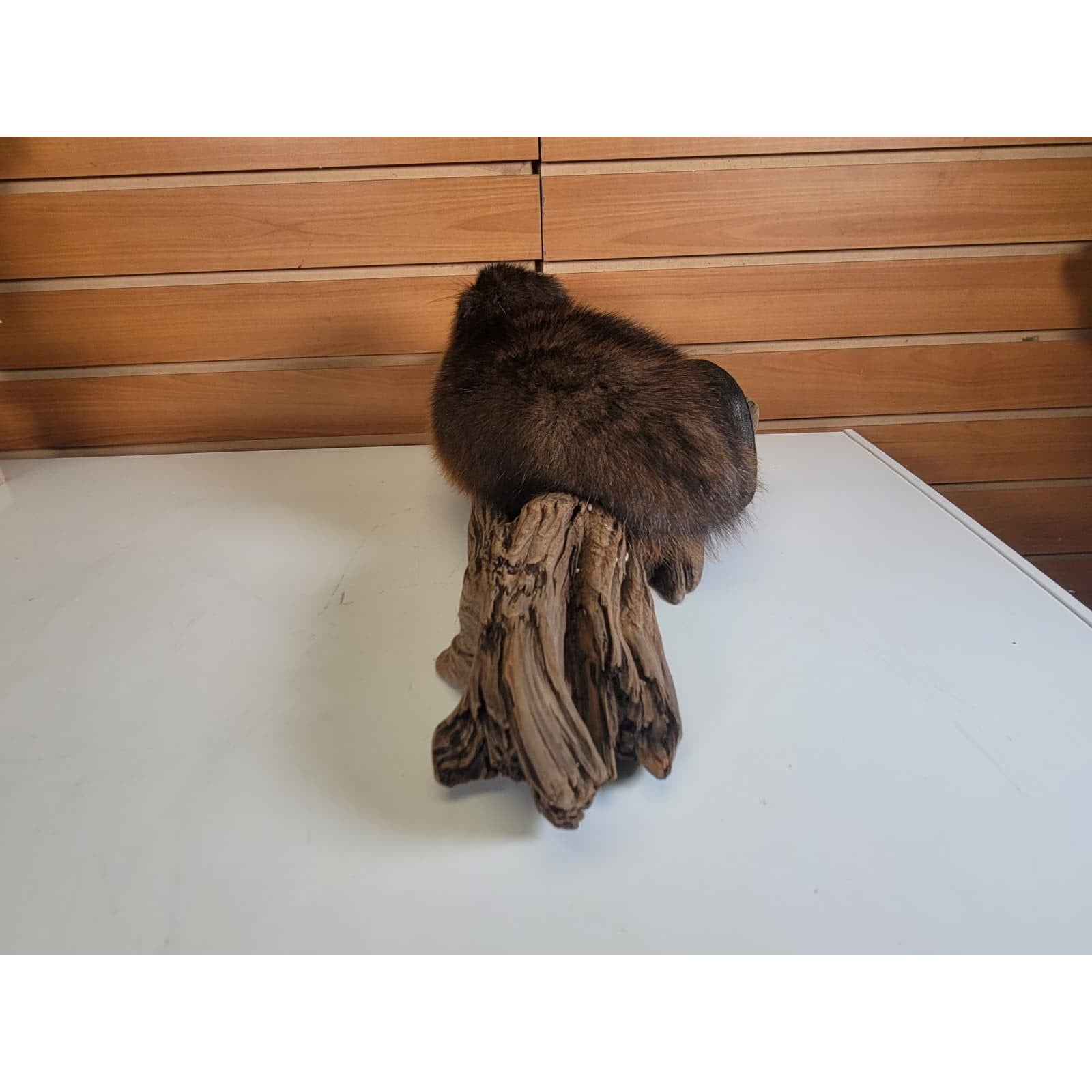 FHMUSK7 - Muskrat Taxidermy Mount