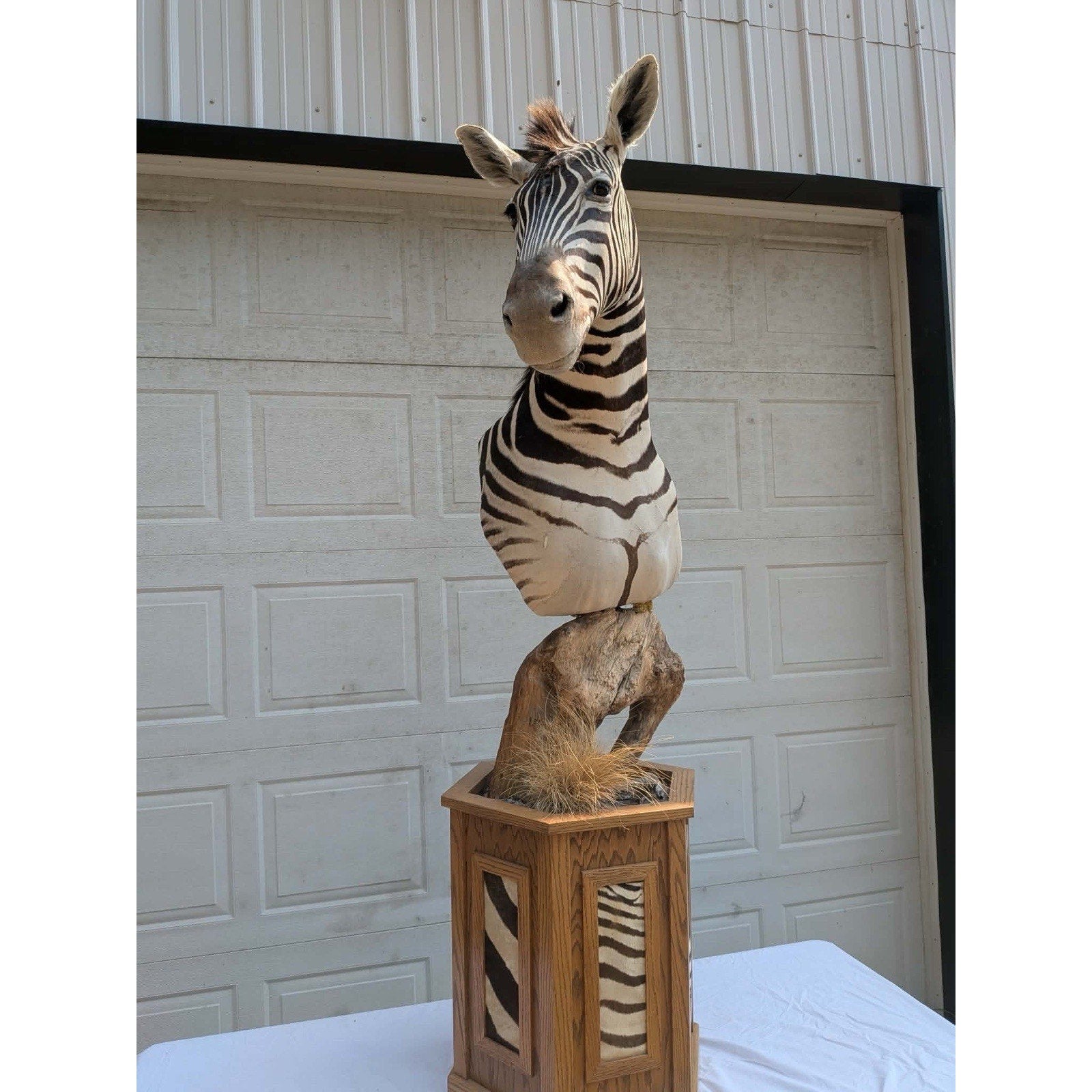 FHPATZE1- RARE Zebra Taxidermy Mount Free Shipping
