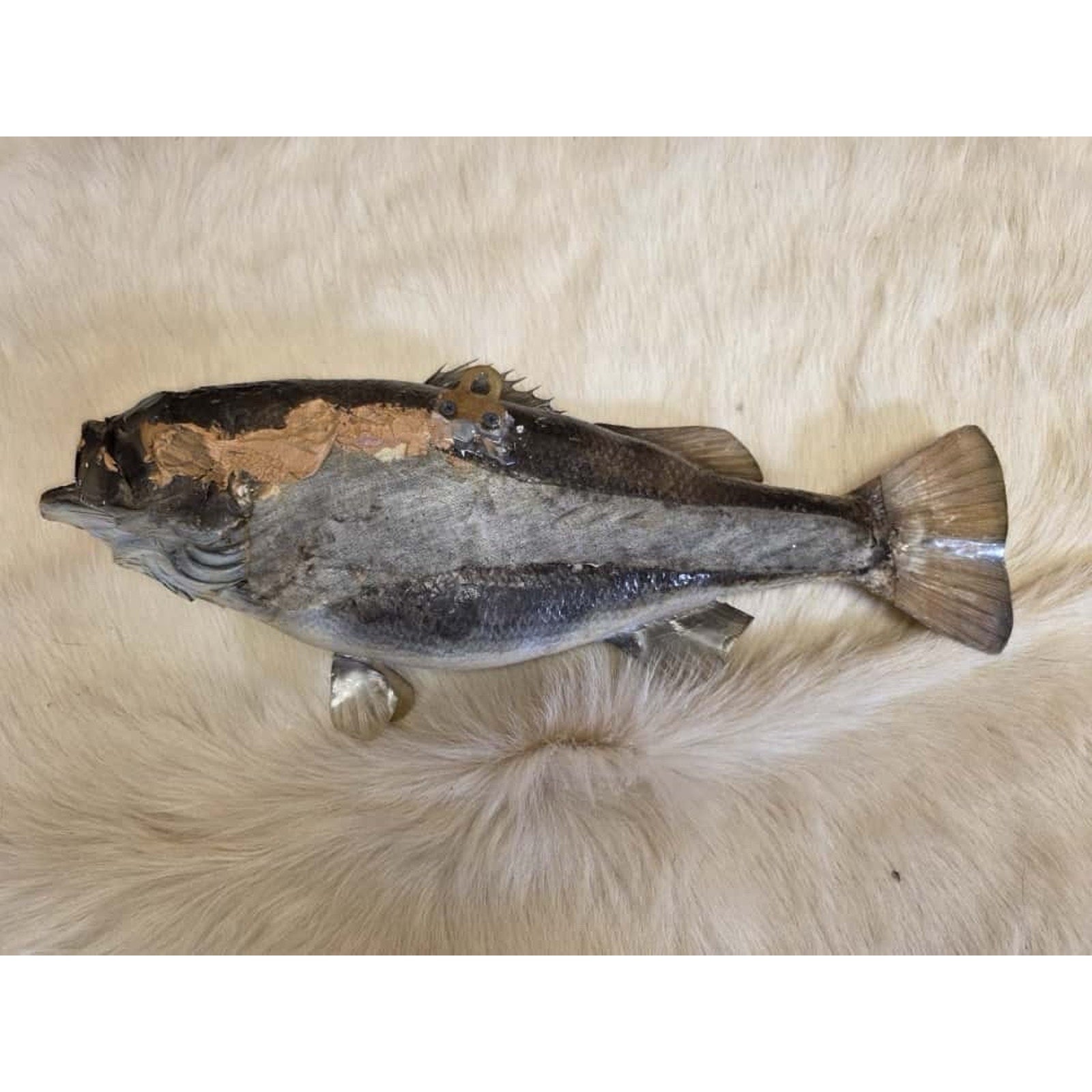 JTV206 - bass 19” Real Skin Fish Taxidermy Mount