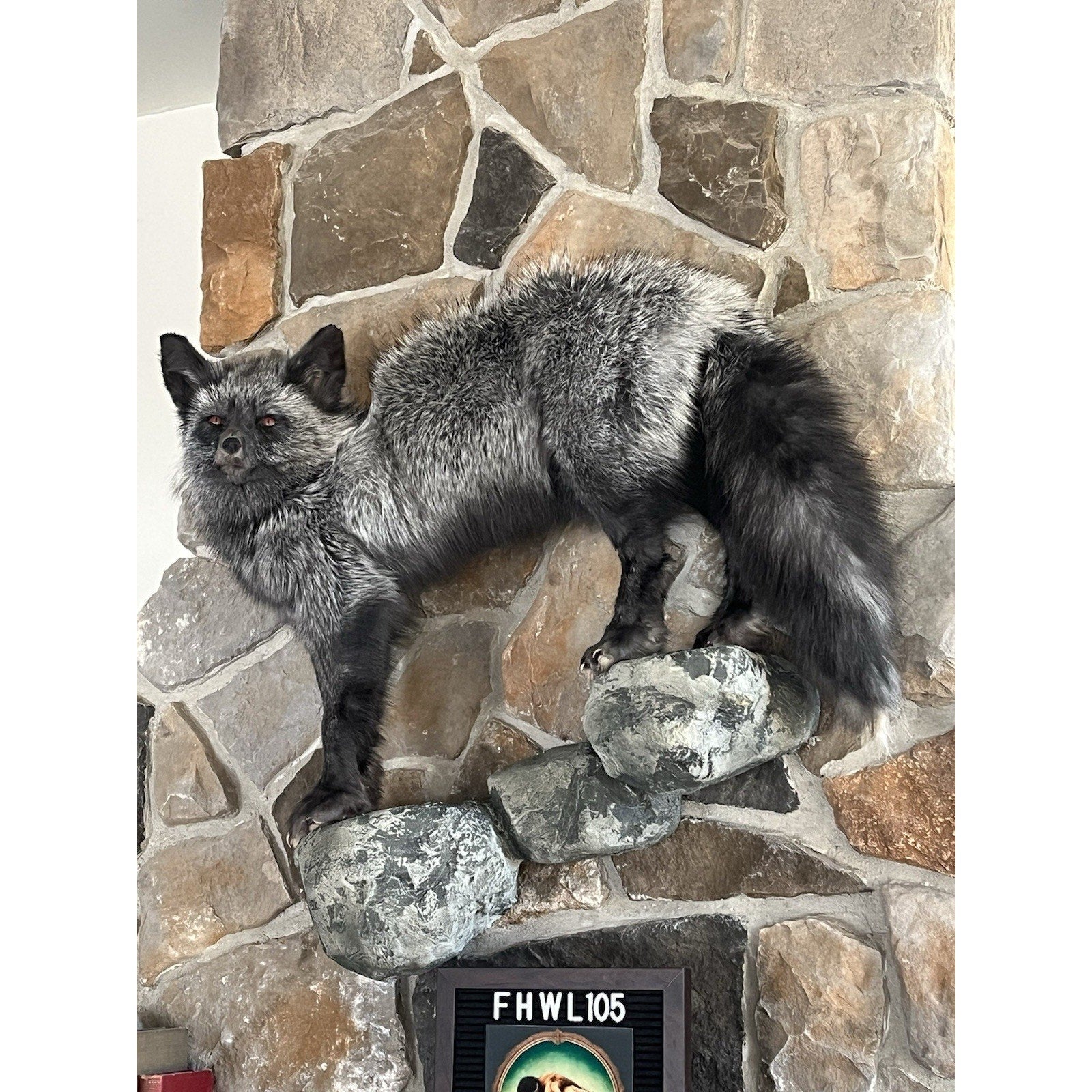 FHWL105 - Premium Silver Fox Taxidermy Full Body Mount
