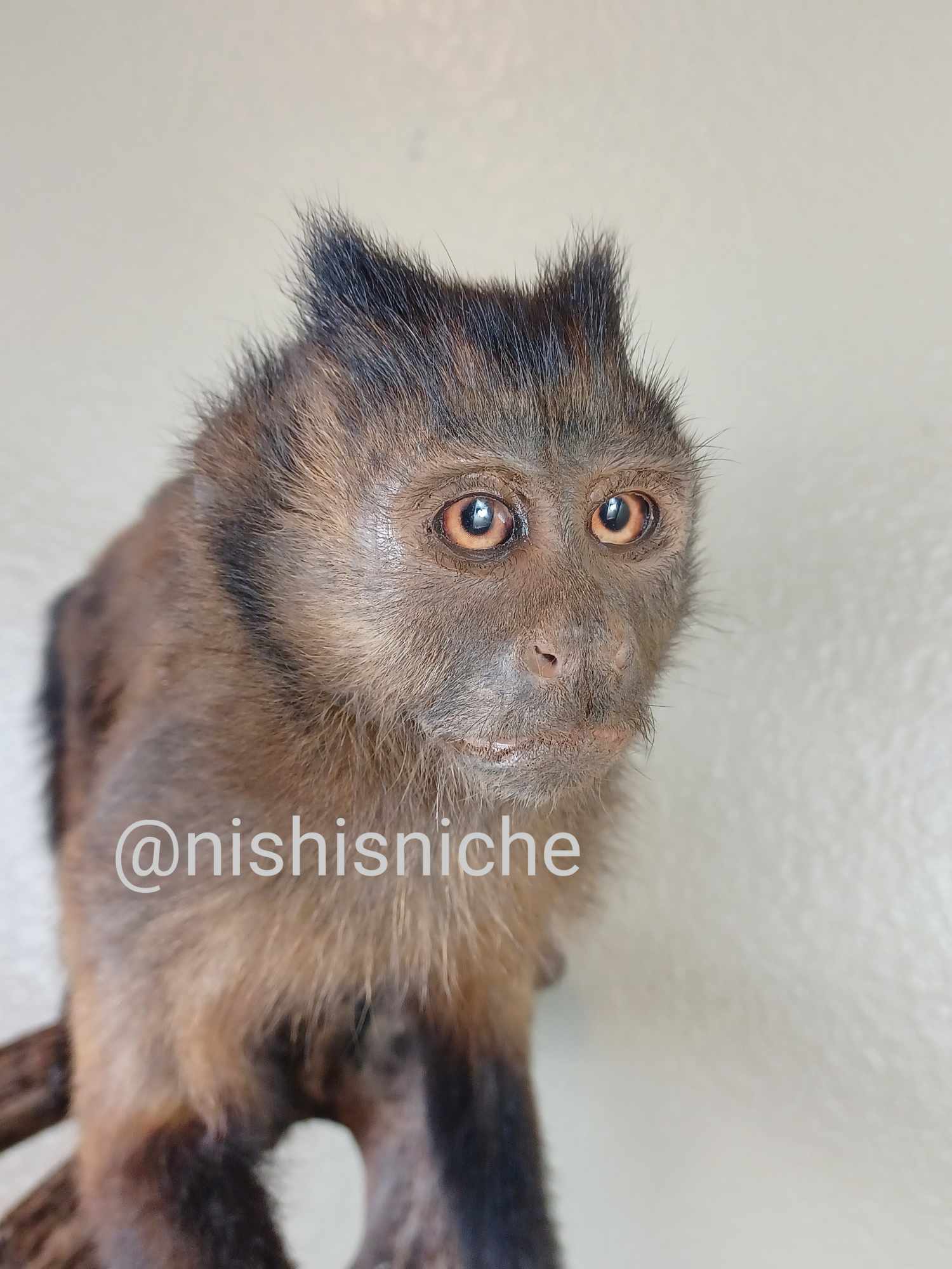 Brown capuchin monkey