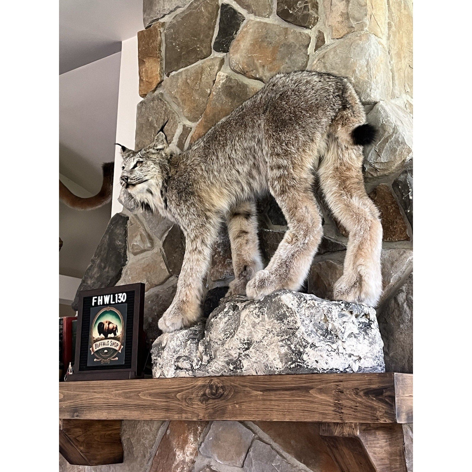 FHWL130 - Alaskan Lynx Taxidermy Full Body Mount Prime Fur