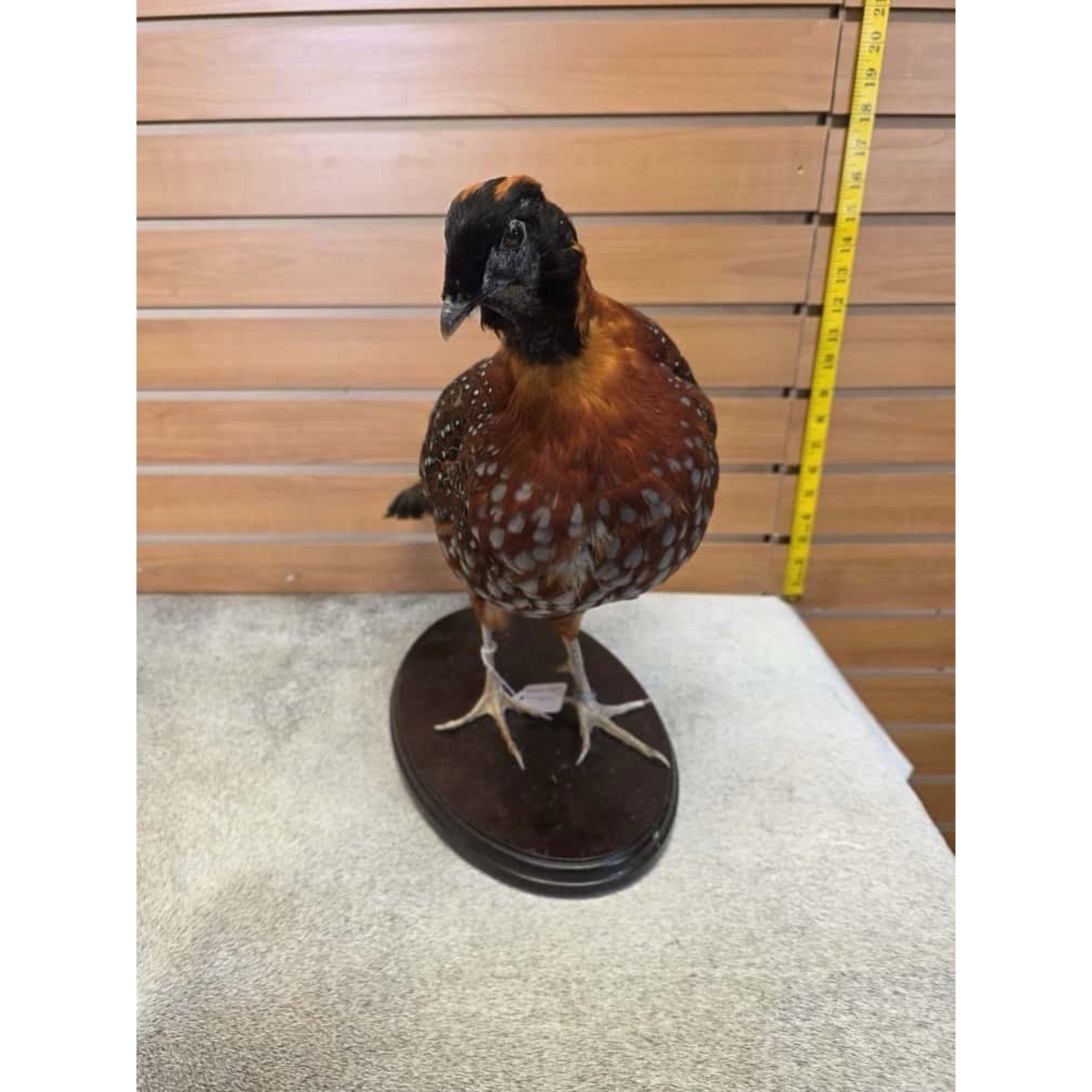 JTV235 - Temminck Tragopan pheasant male Bird Taxidermy