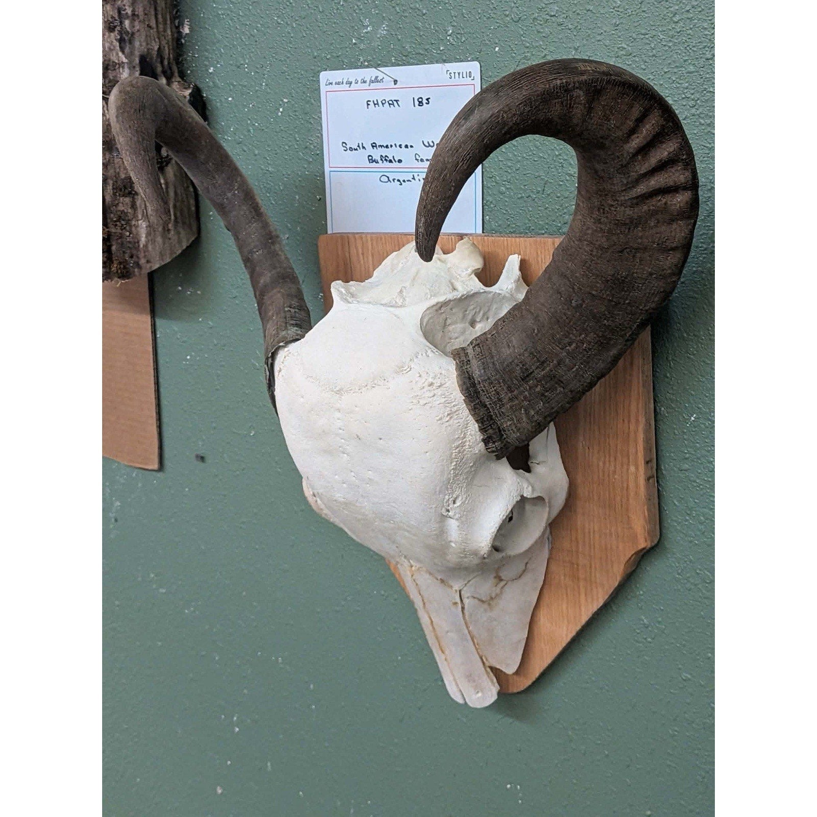 FHPAT185 - Professionally Cleaned South American Water Buffalo Skull