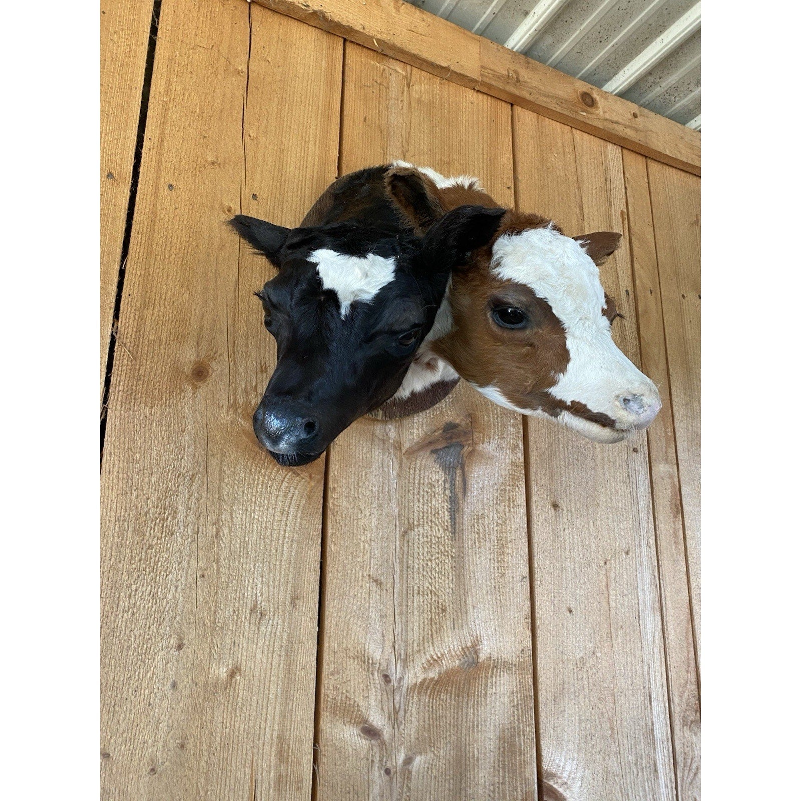 FHDARCA1 - Two headed calf cow taxidermy Gaff
