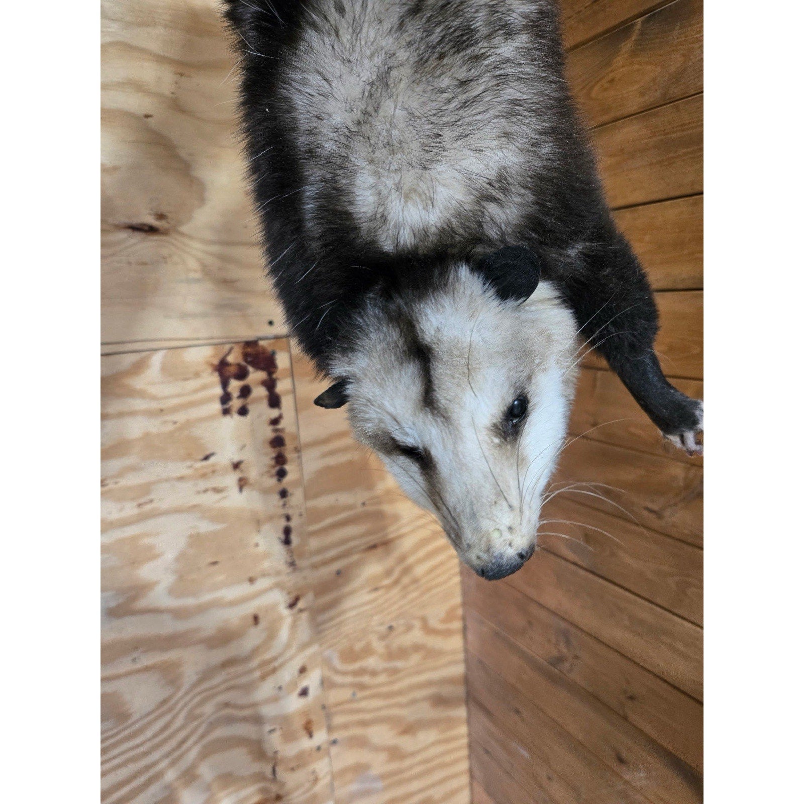 FHHCO3 - Hanging Opossum Full Body Taxidermy Mount