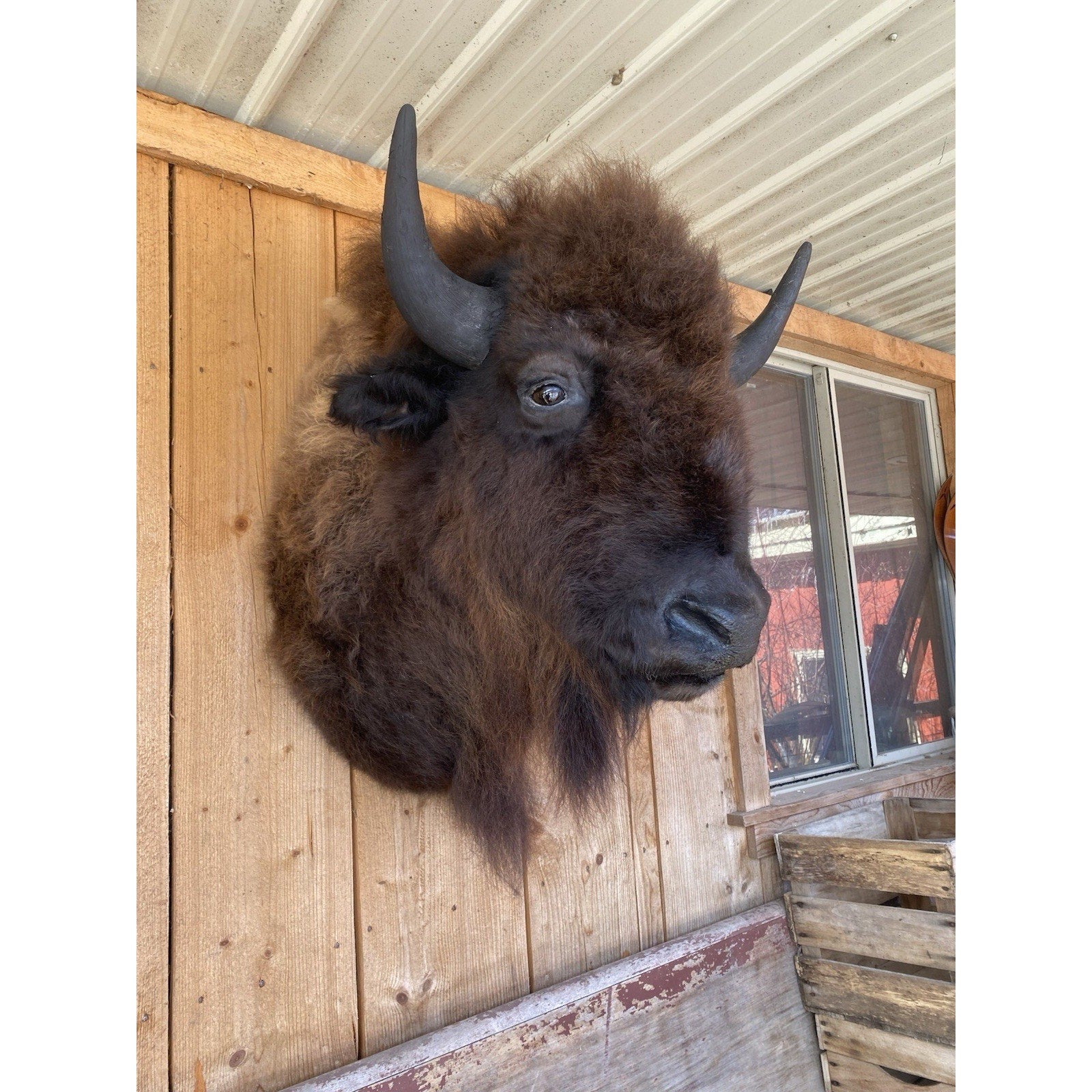 FHDAR6- XL Buffalo Taxidermy Shoulder mount Bull