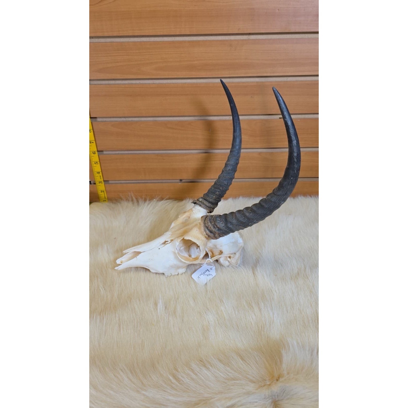 JF11 - Reedbuck Real Skull Taxidermy