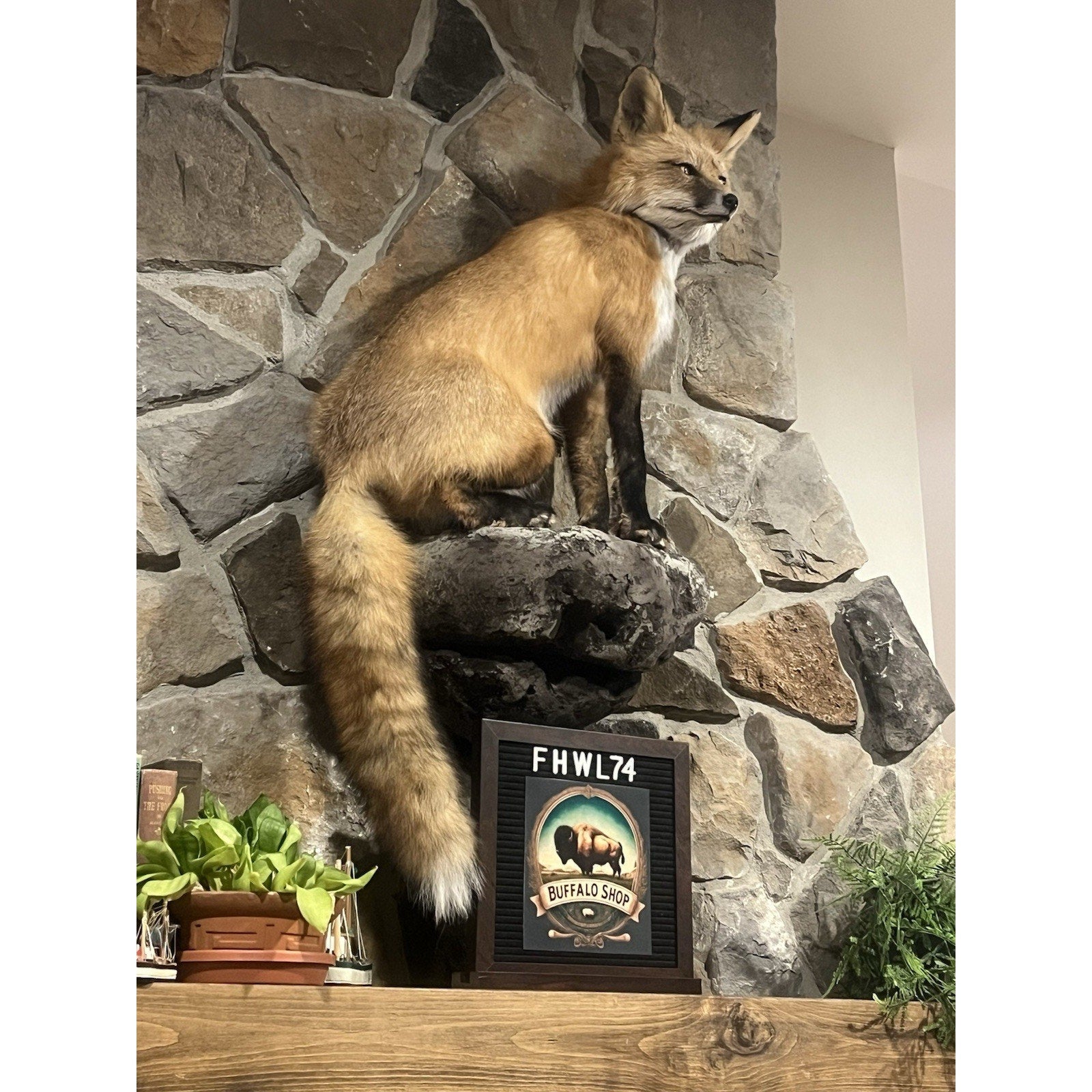 FHWL74 - Museum Quality Red Fox Taxidermy mount