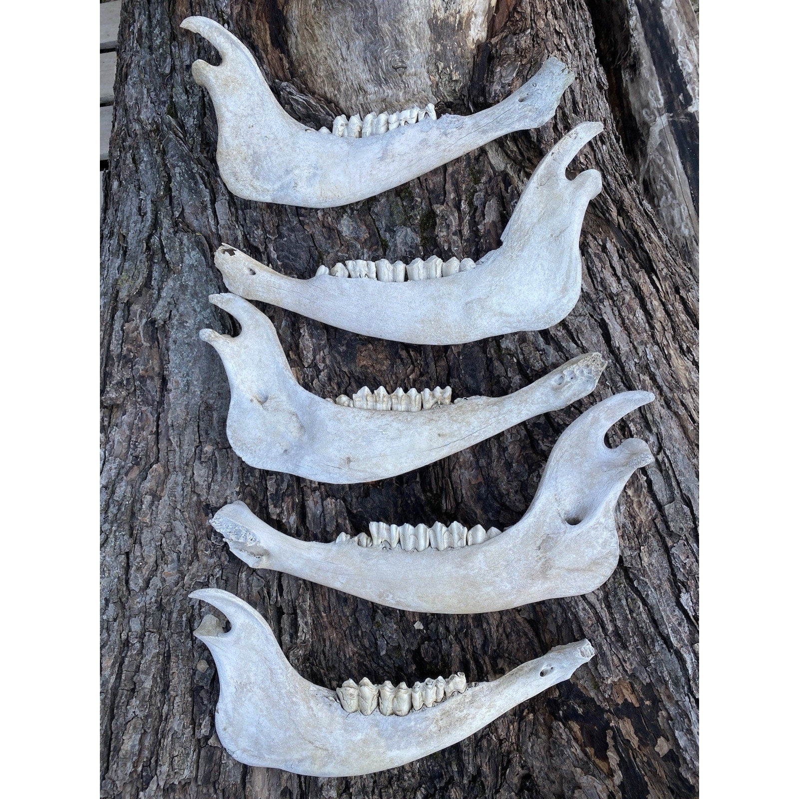 FHDAR738 - TAXIDERMY LARGE Buffalo/Bison JAW Bones Log Cabin 16"