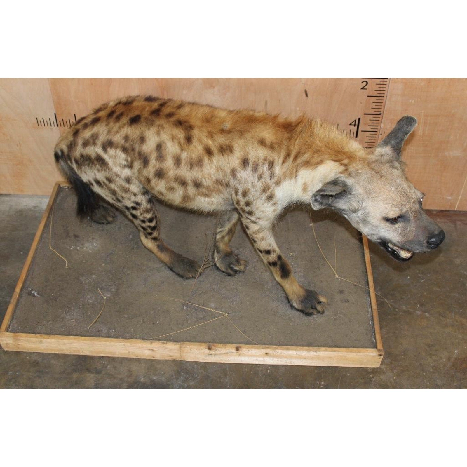 FHBRENT2 - XL Life-sized SPOTTED HYENA on a Wood Base