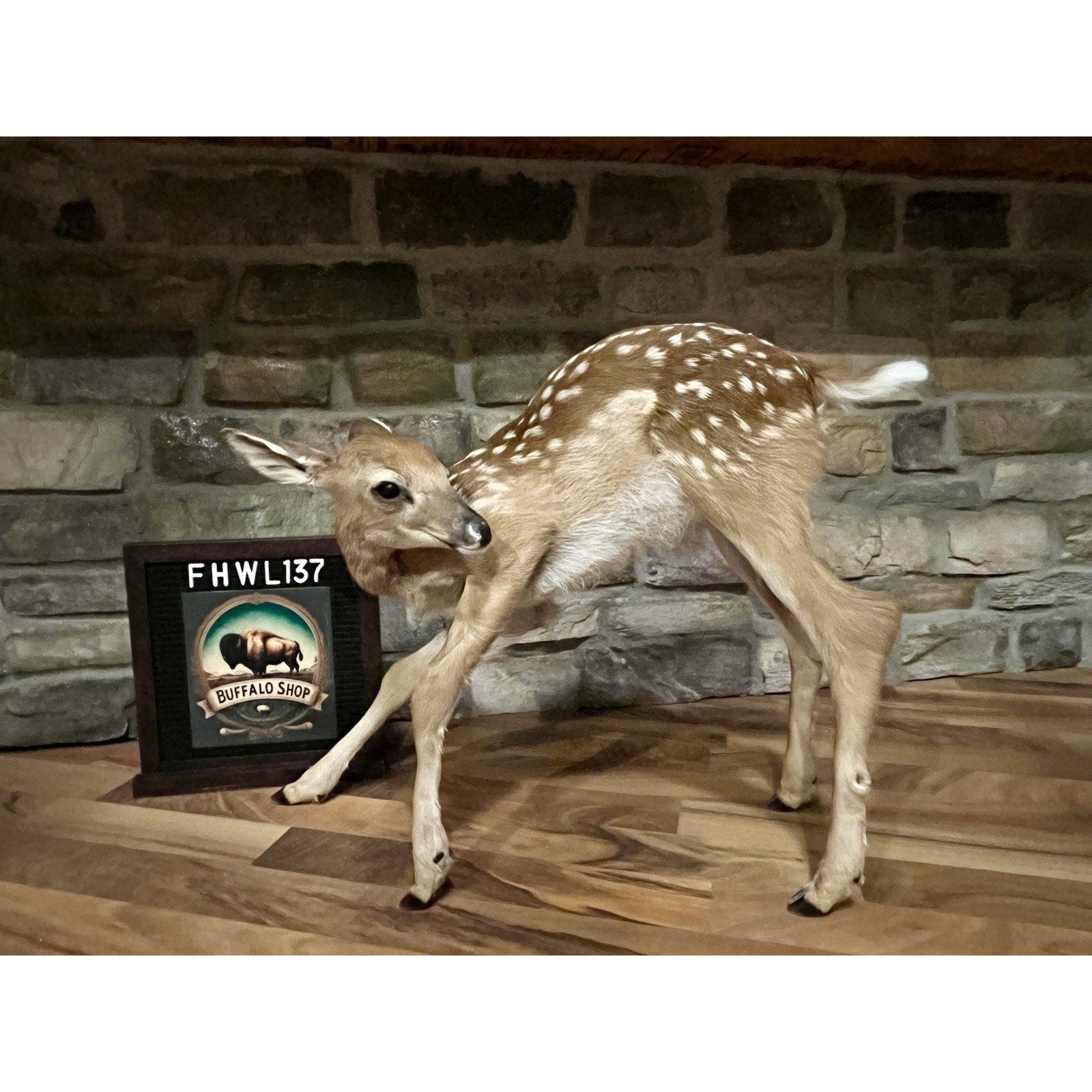 FHWL137 - Fawn Lifesize Taxidermy Mount Free Standing
