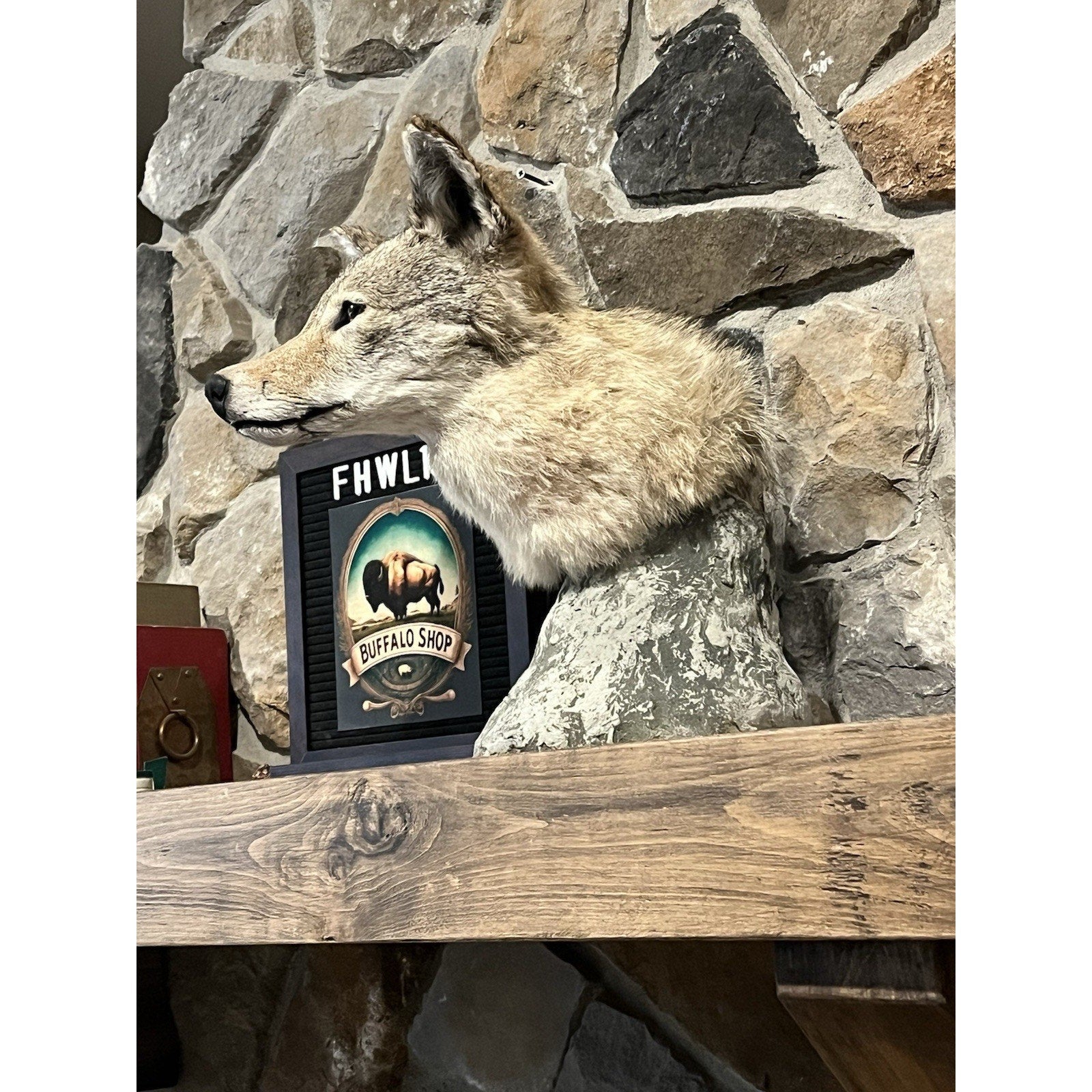 FHWL108 - Coyote Shoulder Museum Quality mount Taxidermy