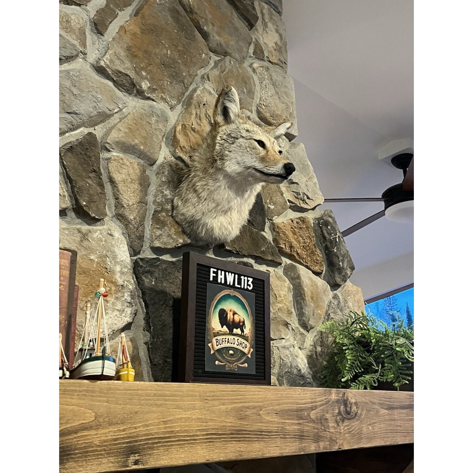FHWL113- Coyote Shoulder Museum Quality mount Taxidermy
