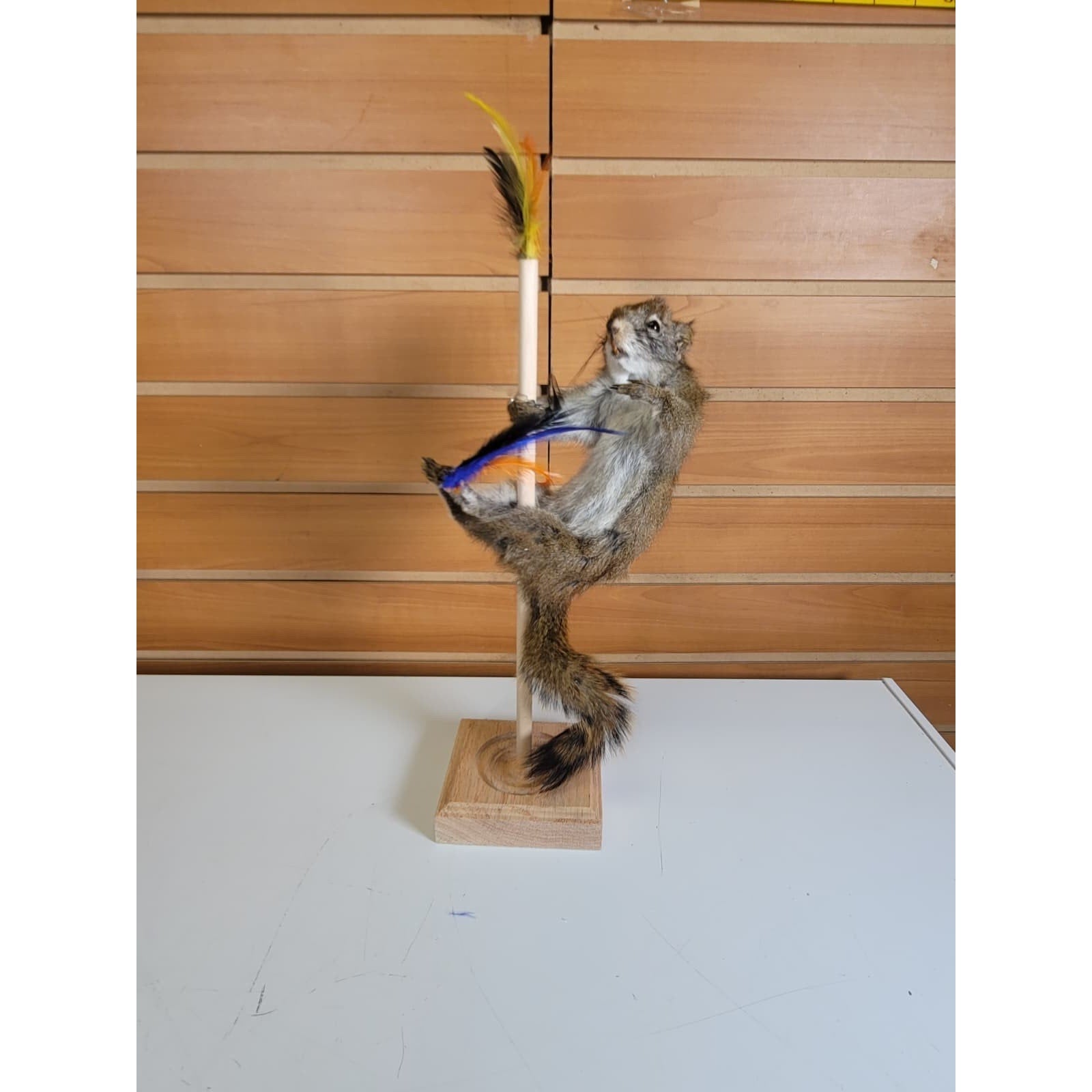 FHSQ312 - Stripping American Red Squirrel Taxidermy Mount