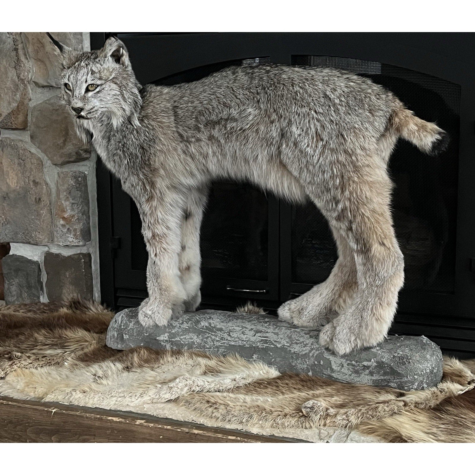FHWL27 - Alaskan Lynx Taxidermy Full Body Mount Prime Fur