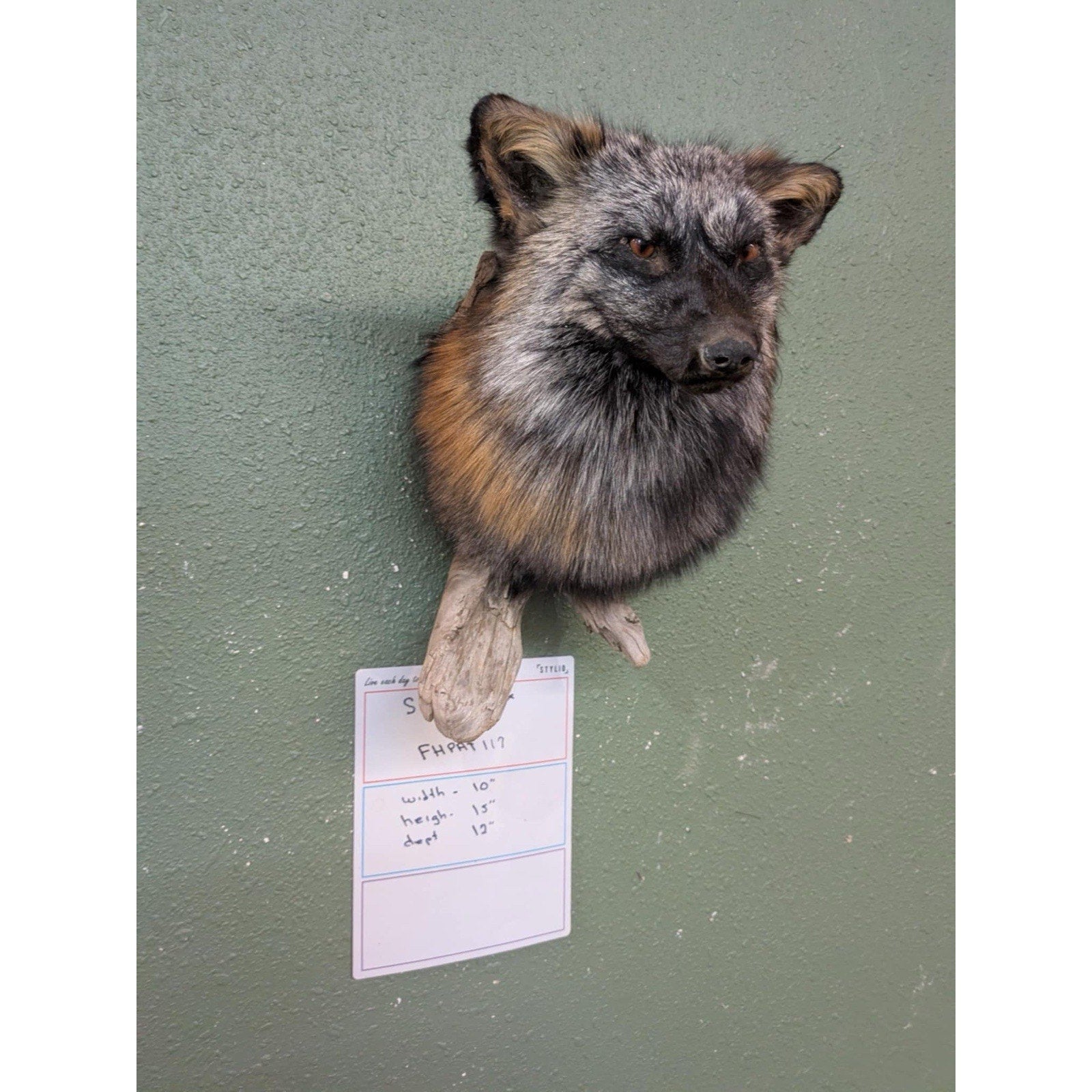 FHPAT118 - Cross Fox Taxidermy Shoulder mount