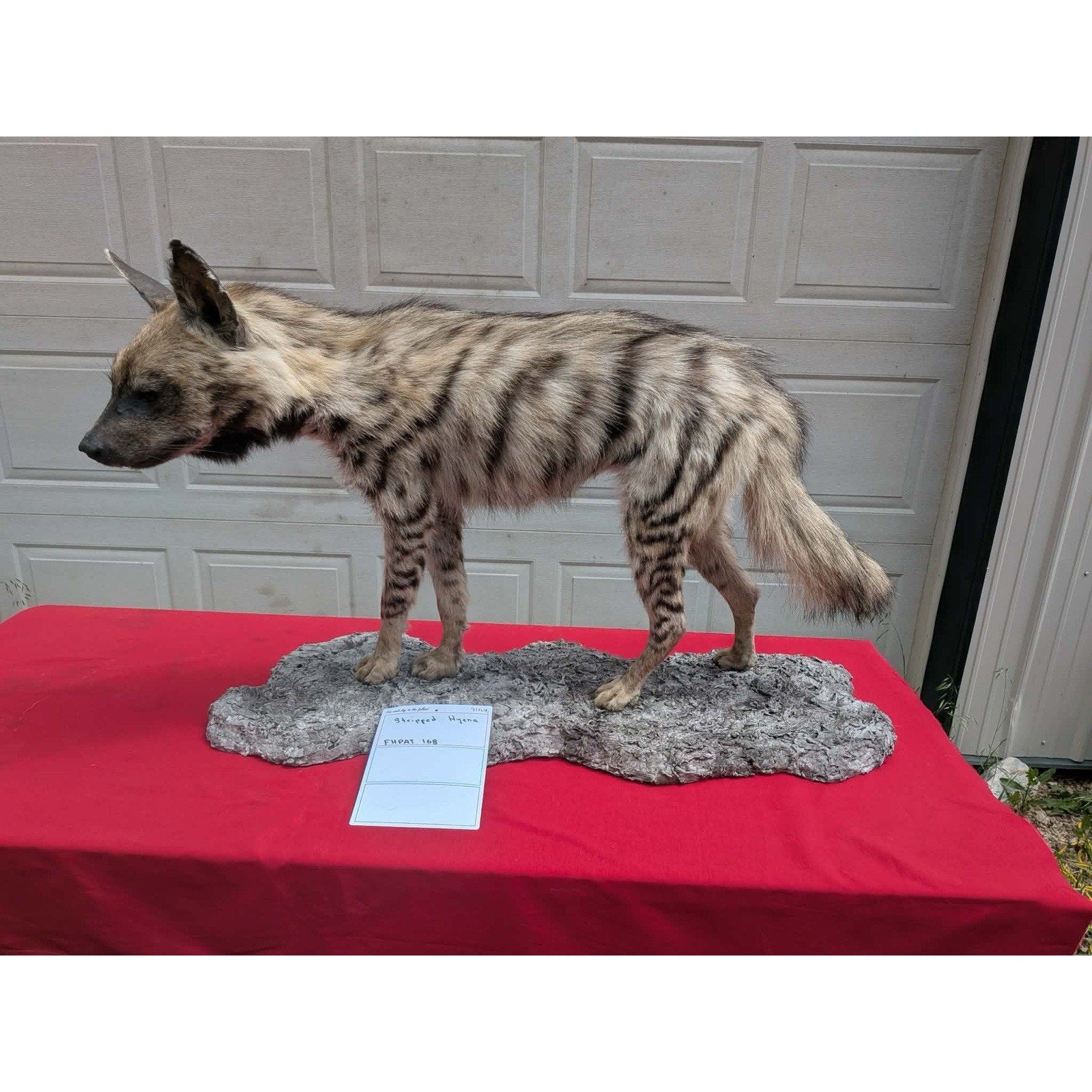 FHPAT168 - Striped hyena Super Rare New Taxidermy Mount