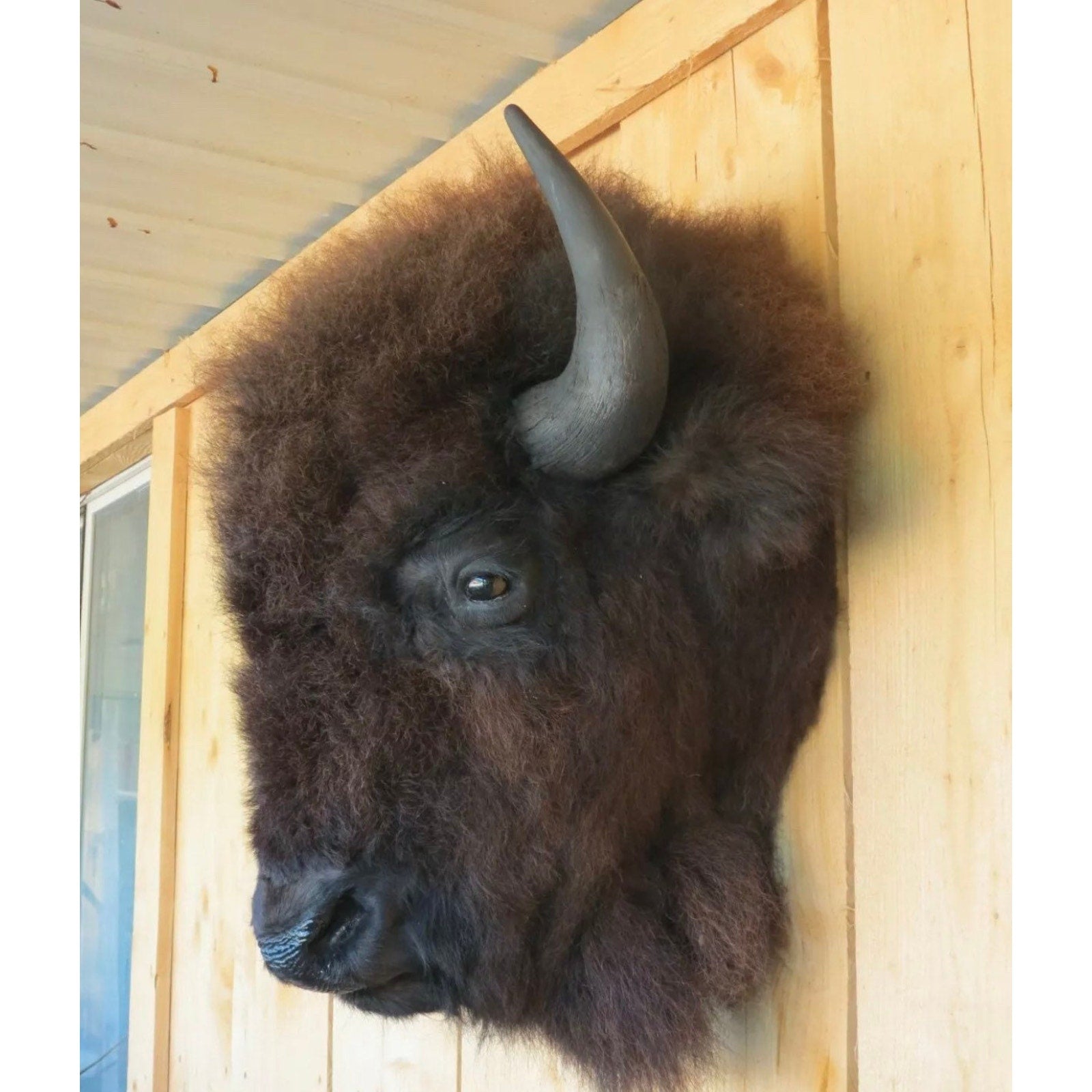 FHDAR818 - Real Buffalo / Bison Head Taxidermy Mount New Neck Mount