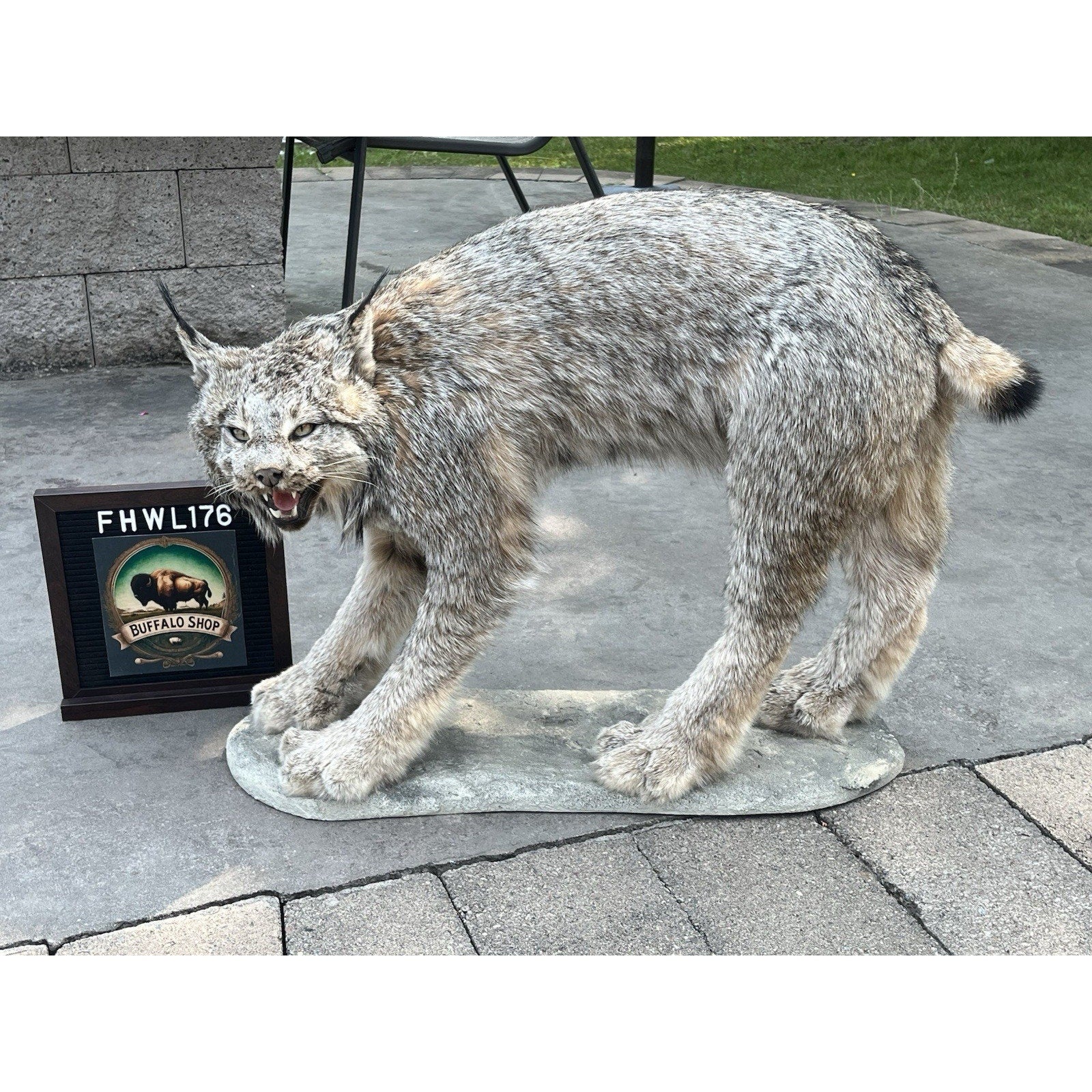 FHWL176- Alaskan Lynx Taxidermy Full Body Mount Prime Fur