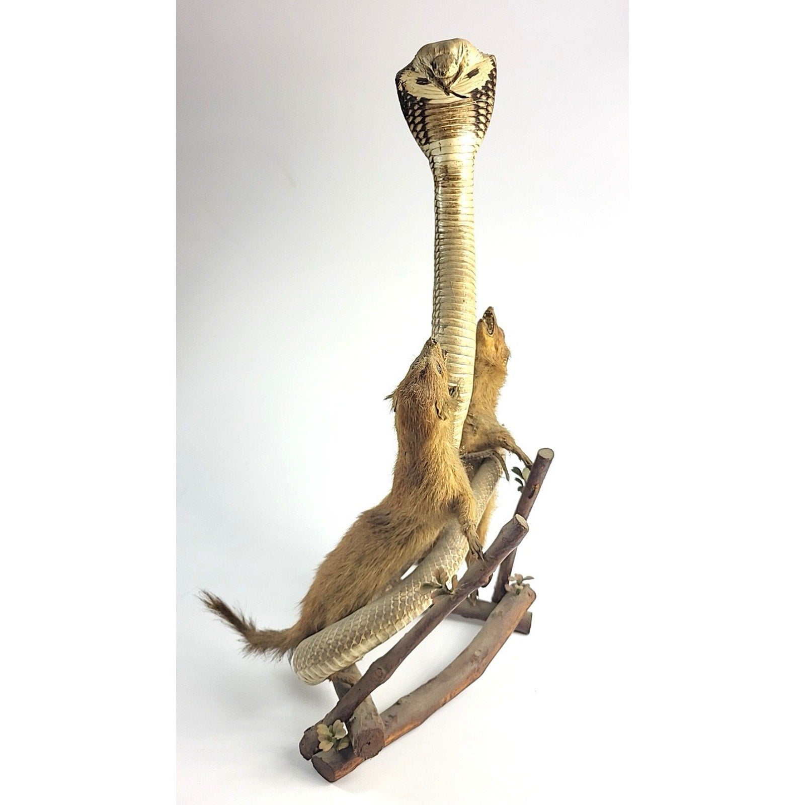 FHGDWL1 - Cobra And Two Mongooses Taxidermy Diorama On Wood Branch Base
