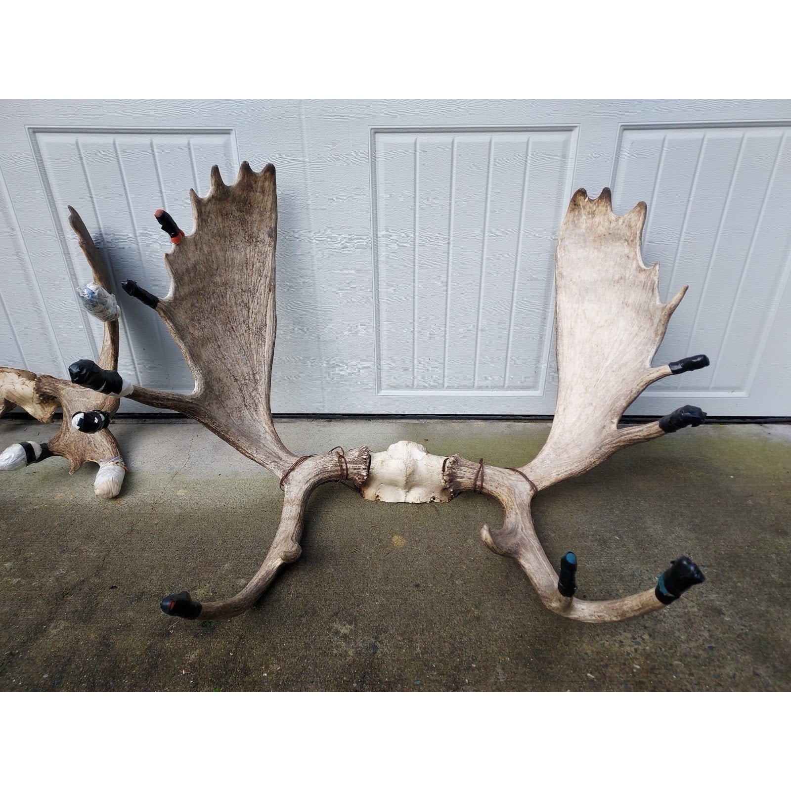 FHHOUSE1- Moose Antler Skulls (read Description)