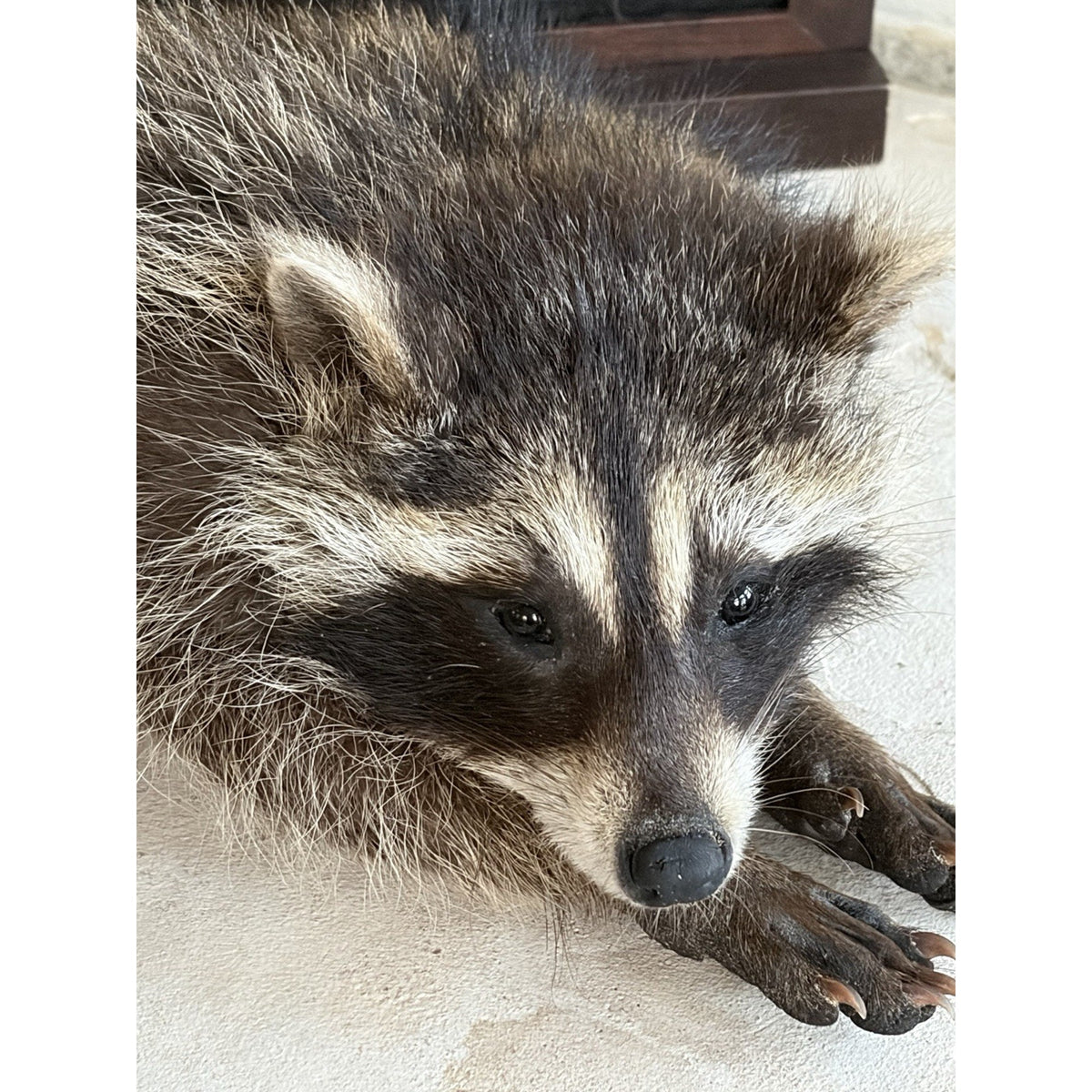FHWL220 - baby Raccoon Taxidermy Mount