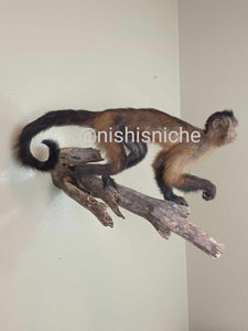 Brown capuchin monkey