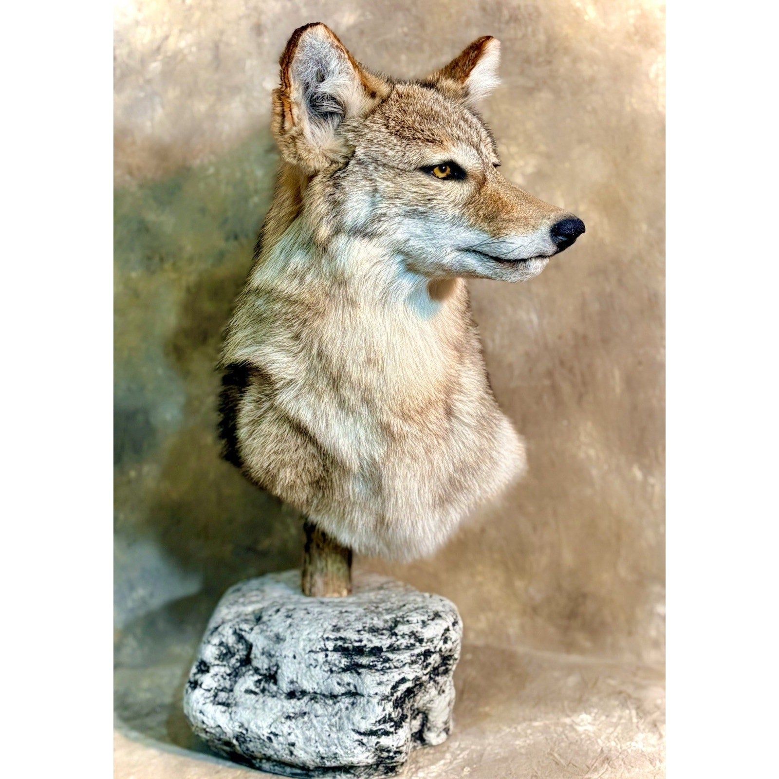 FHB29 - Coyote Pedestal Museum Quality mount Taxidermy On Rock Base