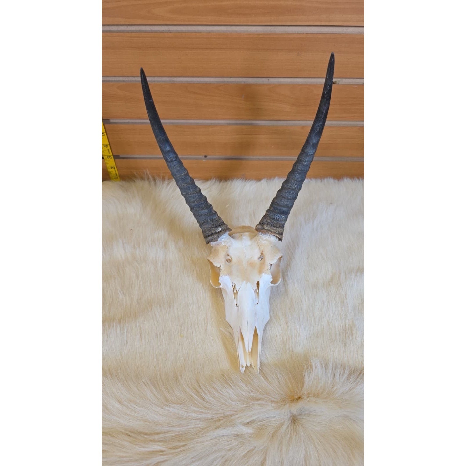 JF11 - Reedbuck Real Skull Taxidermy