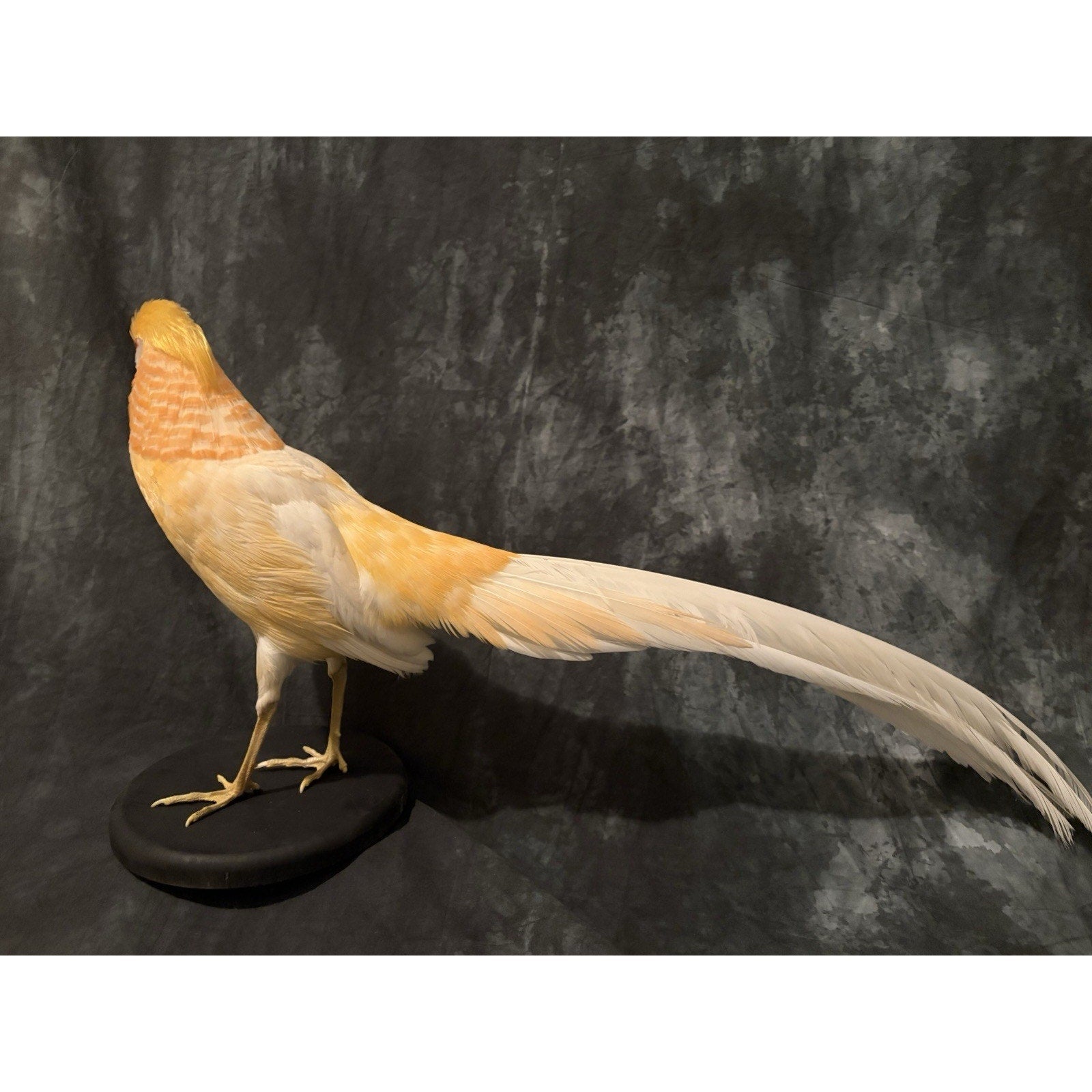 JROQ1 - Peach Golden Pheasant Taxidermy Mount