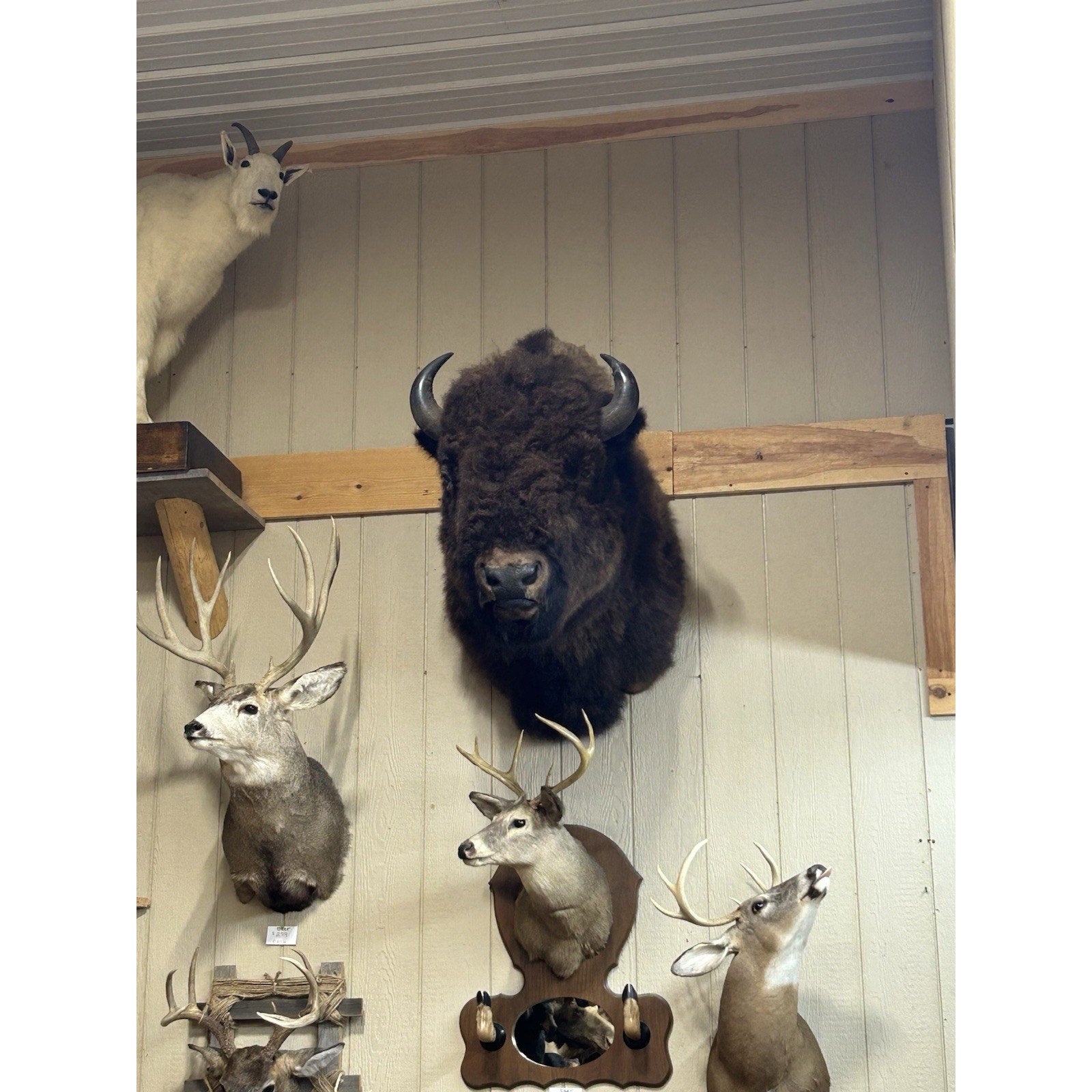 FHTIM1- Massive Buffalo Bison Taxidermy Shoulder mount Bull