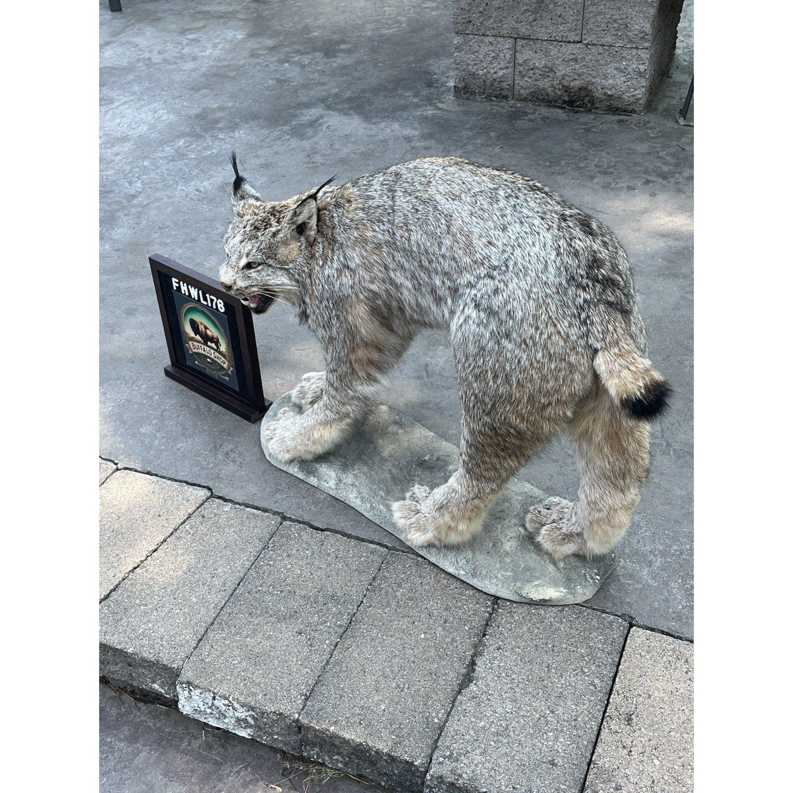 FHWL176- Alaskan Lynx Taxidermy Full Body Mount Prime Fur